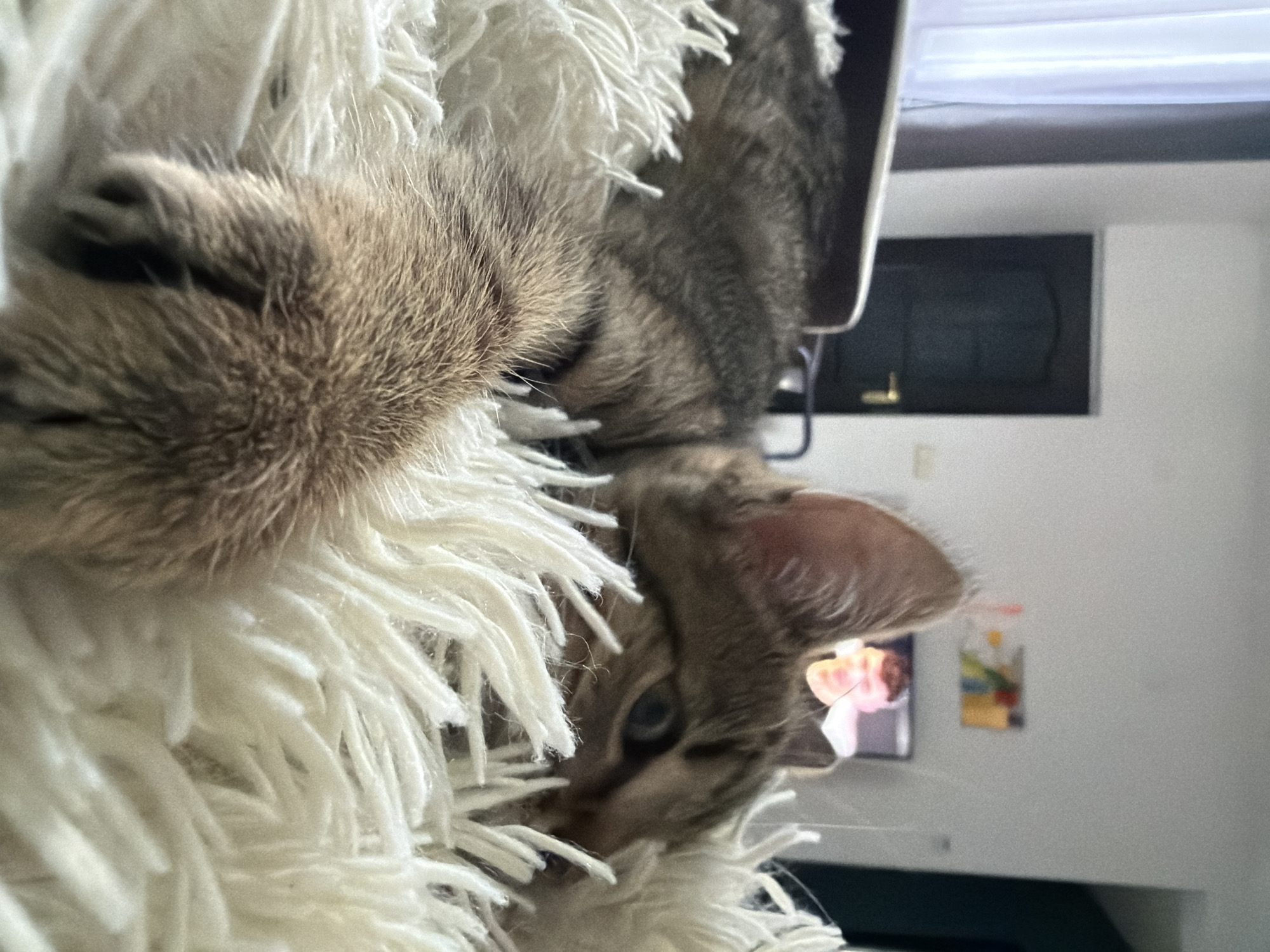 Tabby kitten rests and plays on white blanket