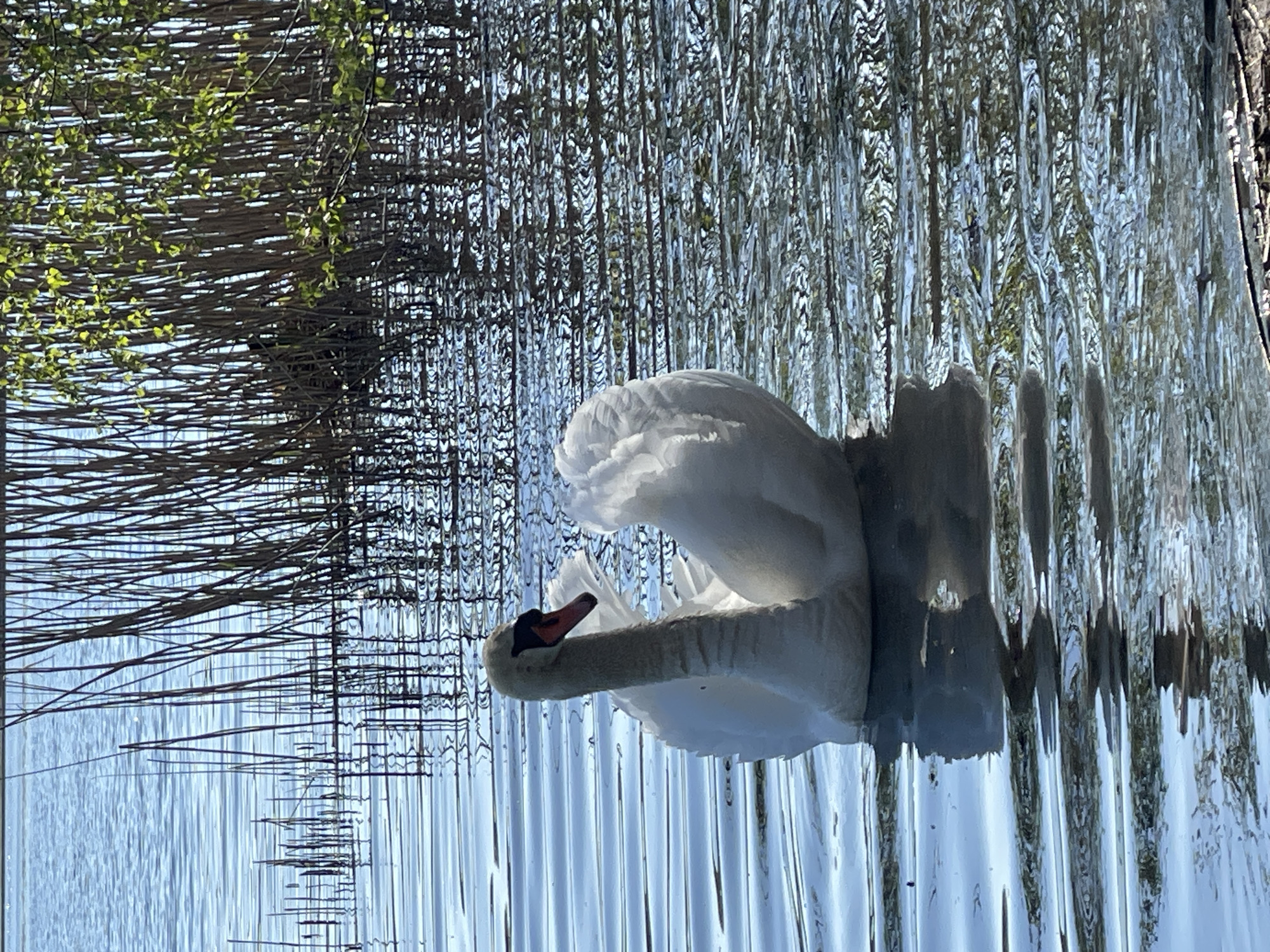 White swans spotted in Berlin lake during afternoon hours
