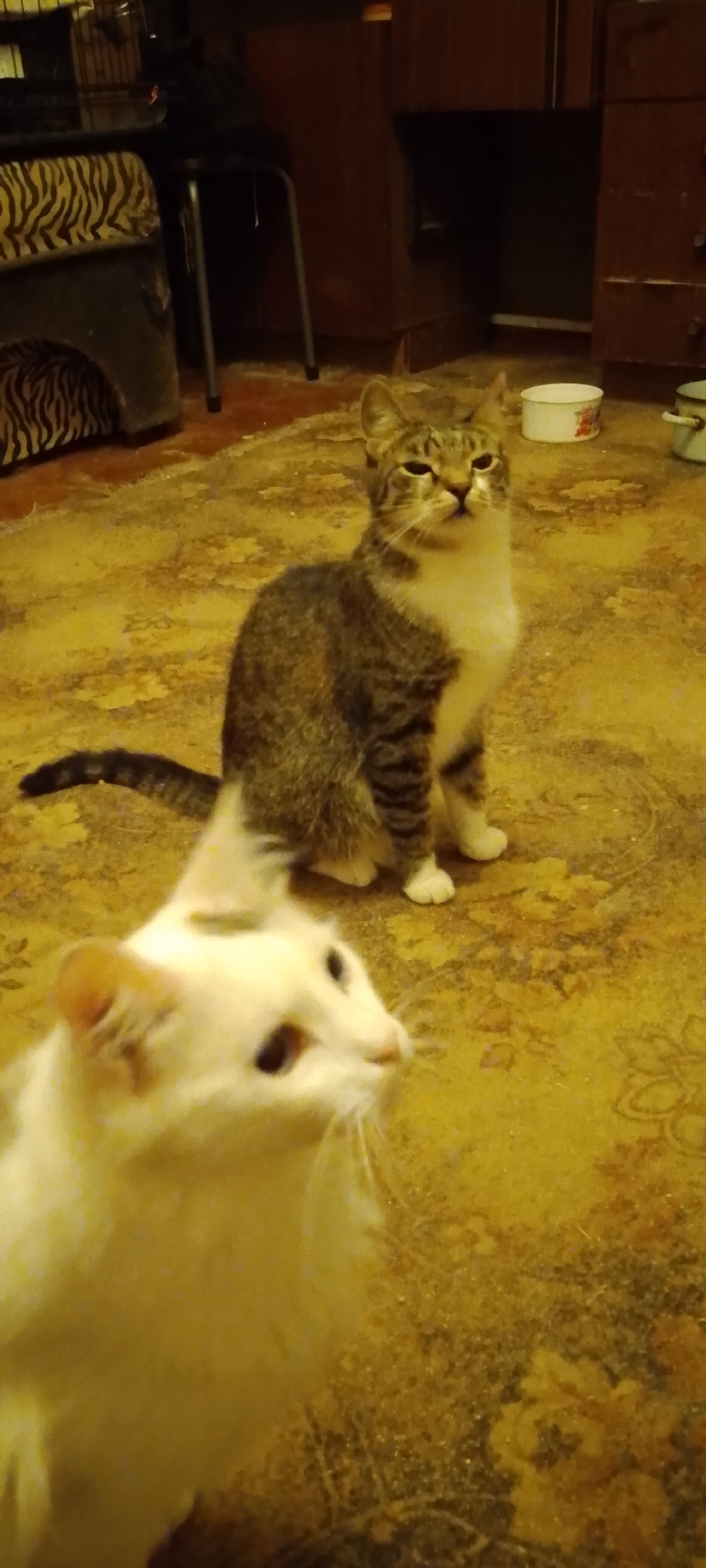 Daily life inside a busy multi-cat household