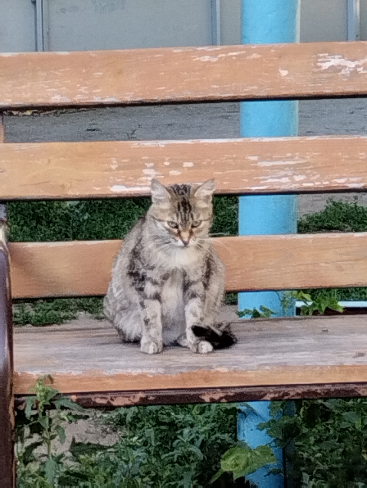 Morning stroll through Kostanay parks, plazas, and storefronts
