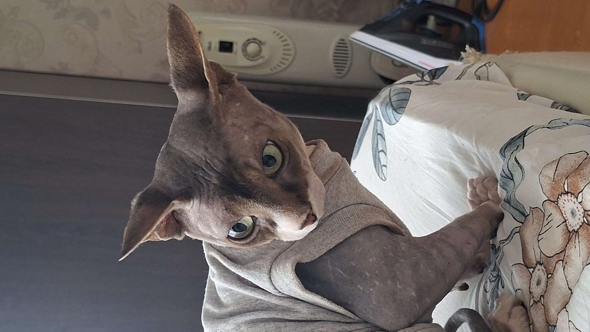 Sphynx cats in sweaters lounging around a Belarusian home