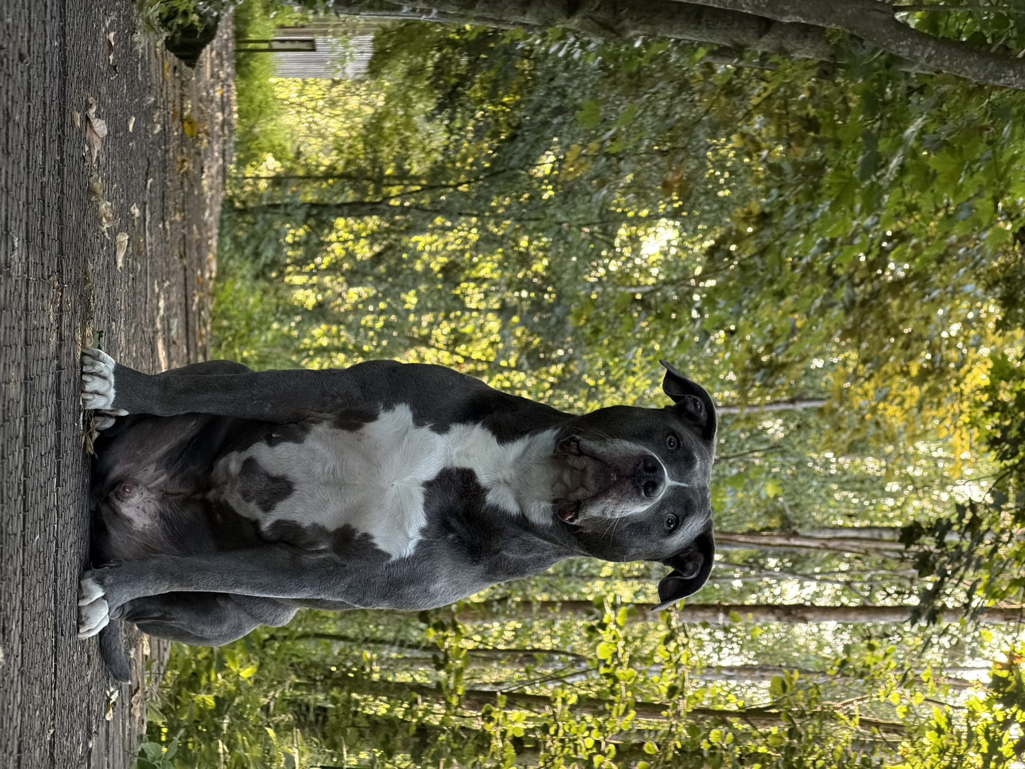 Morning run and a pit bull on the trails in Schifflange