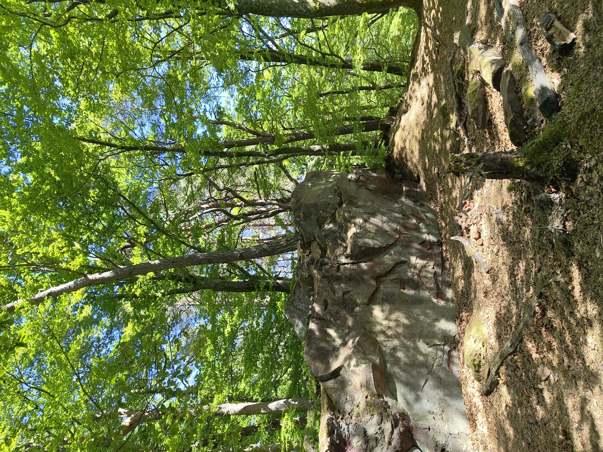 Visitor captures spring forest scenes at Mettlach's Saar Loop