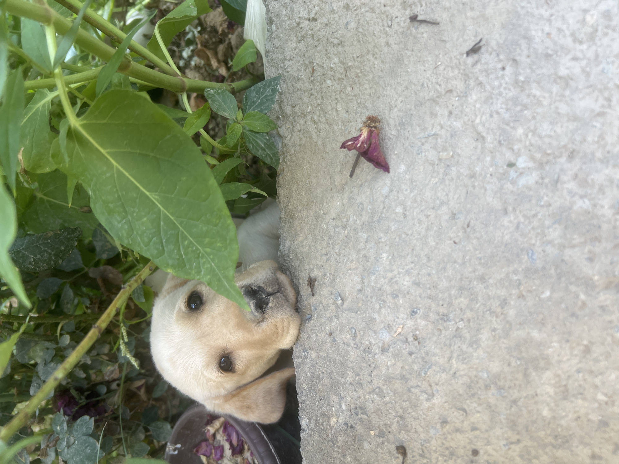 Puppy hangs out in a leafy garden, kittens nap nearby