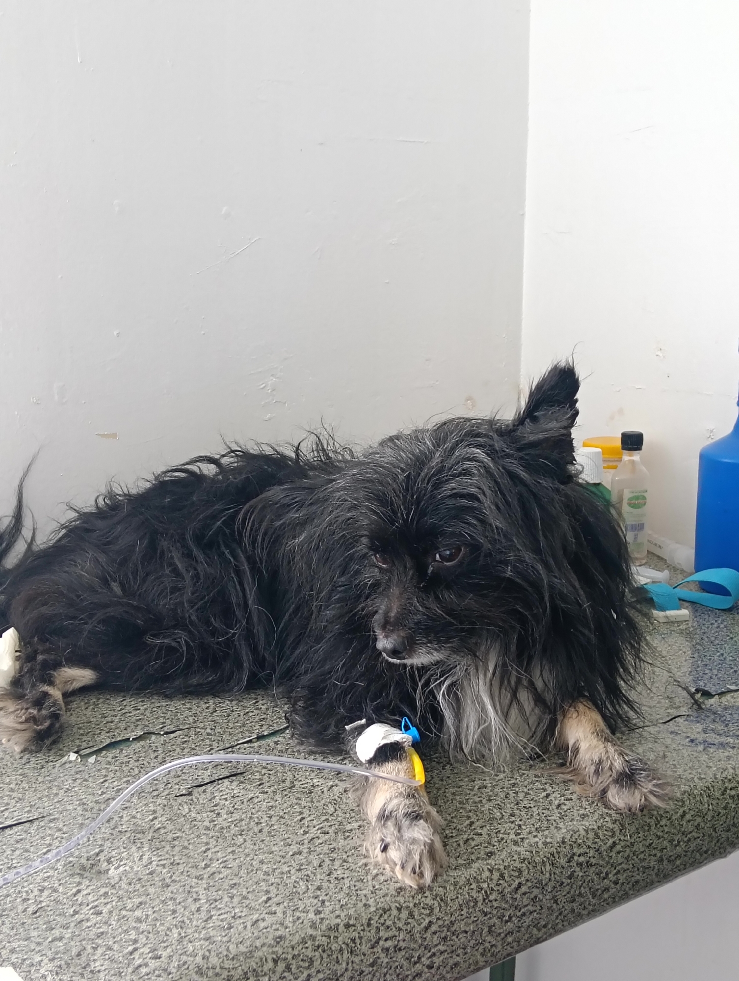 Dog receives IV treatment at veterinary clinic