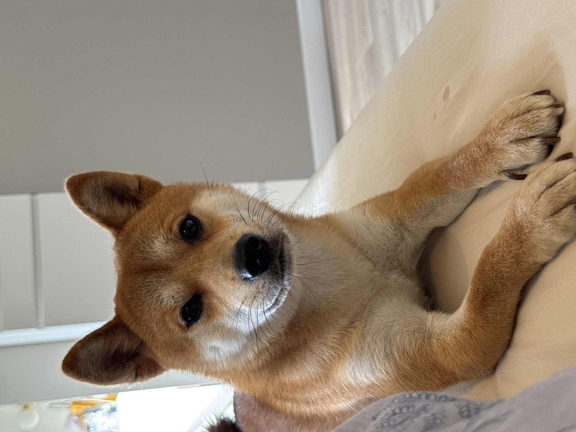 Shiba Inu dog rests on cushion in Carnikava bedroom