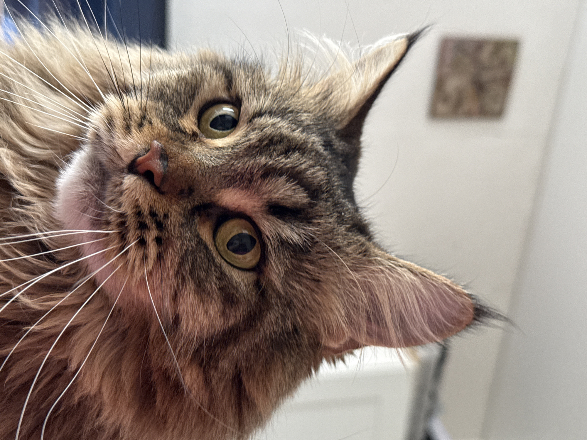 Brown tabby cat photographed in tilted, upside-down pose