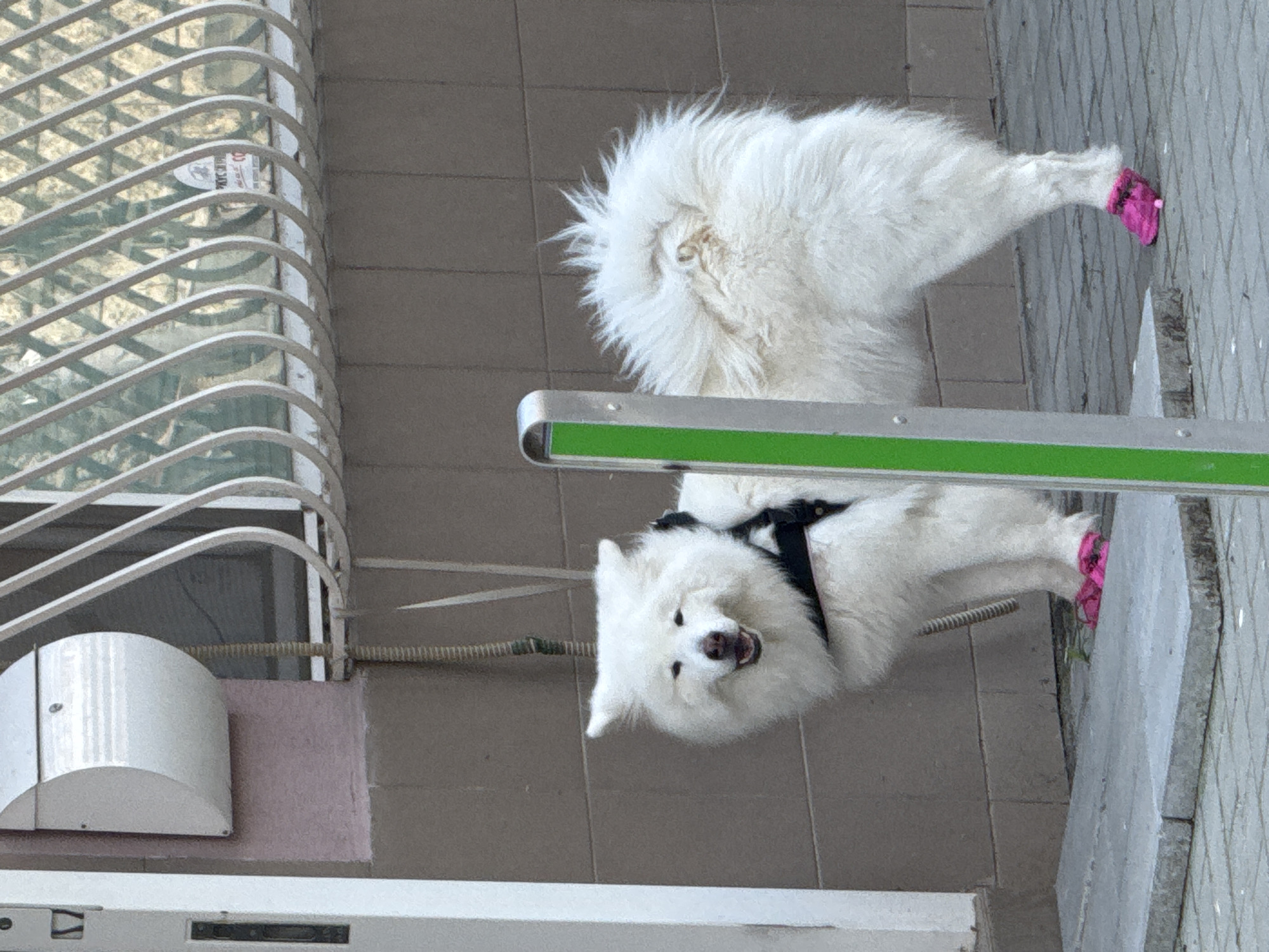 Lazy afternoon in Burgas with a fluffy dog and a messy desk