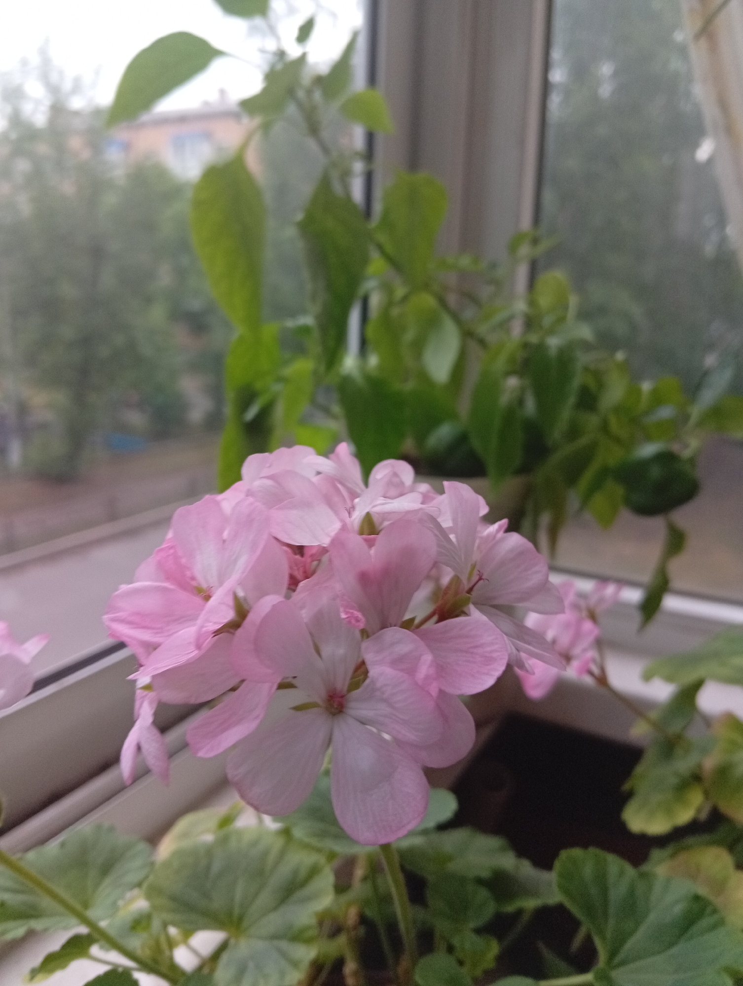 Minusinsk windowsills and a neighborhood playground, multiple angles