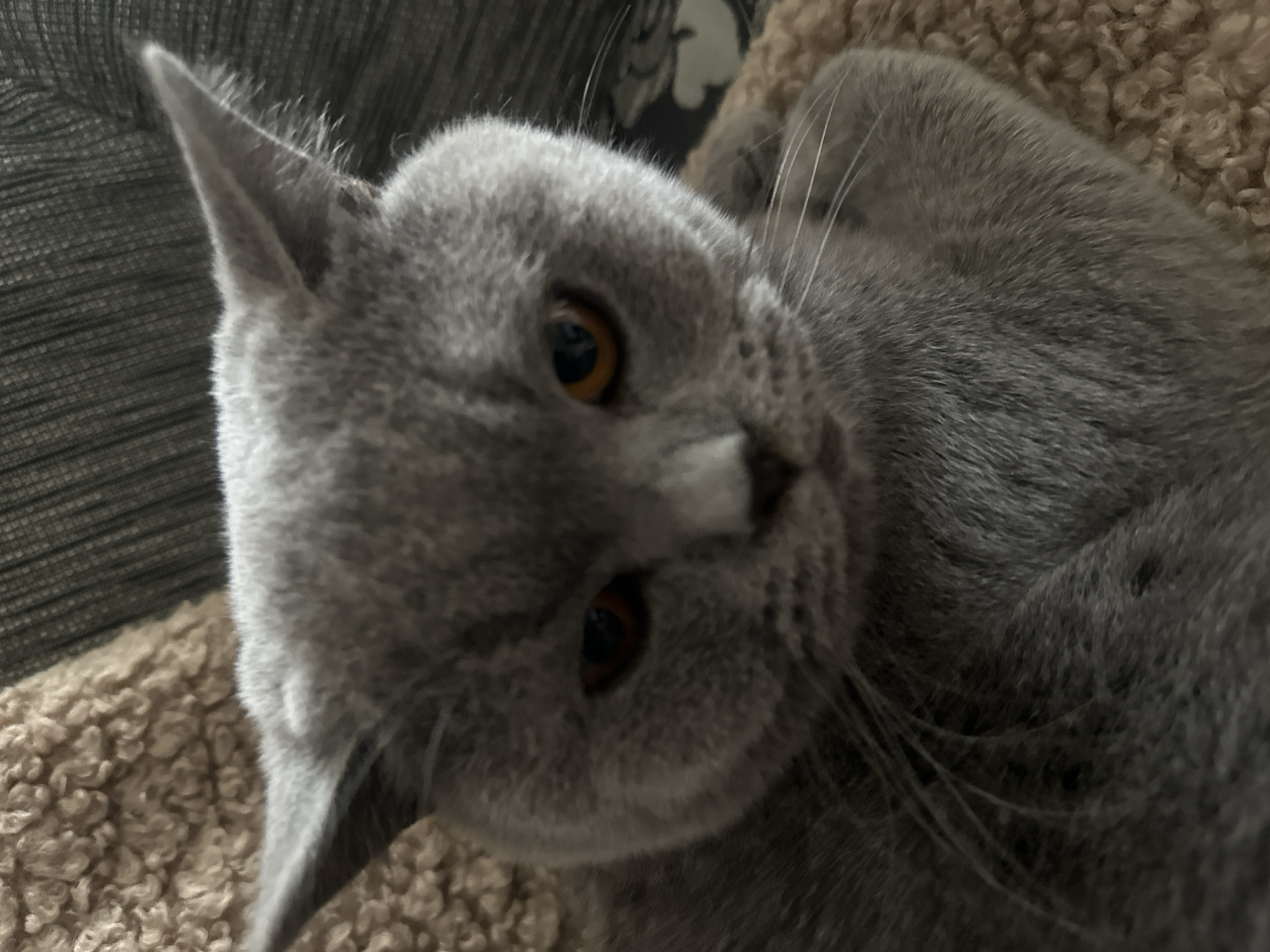 Lazy afternoon at home in Ruse with a grey cat