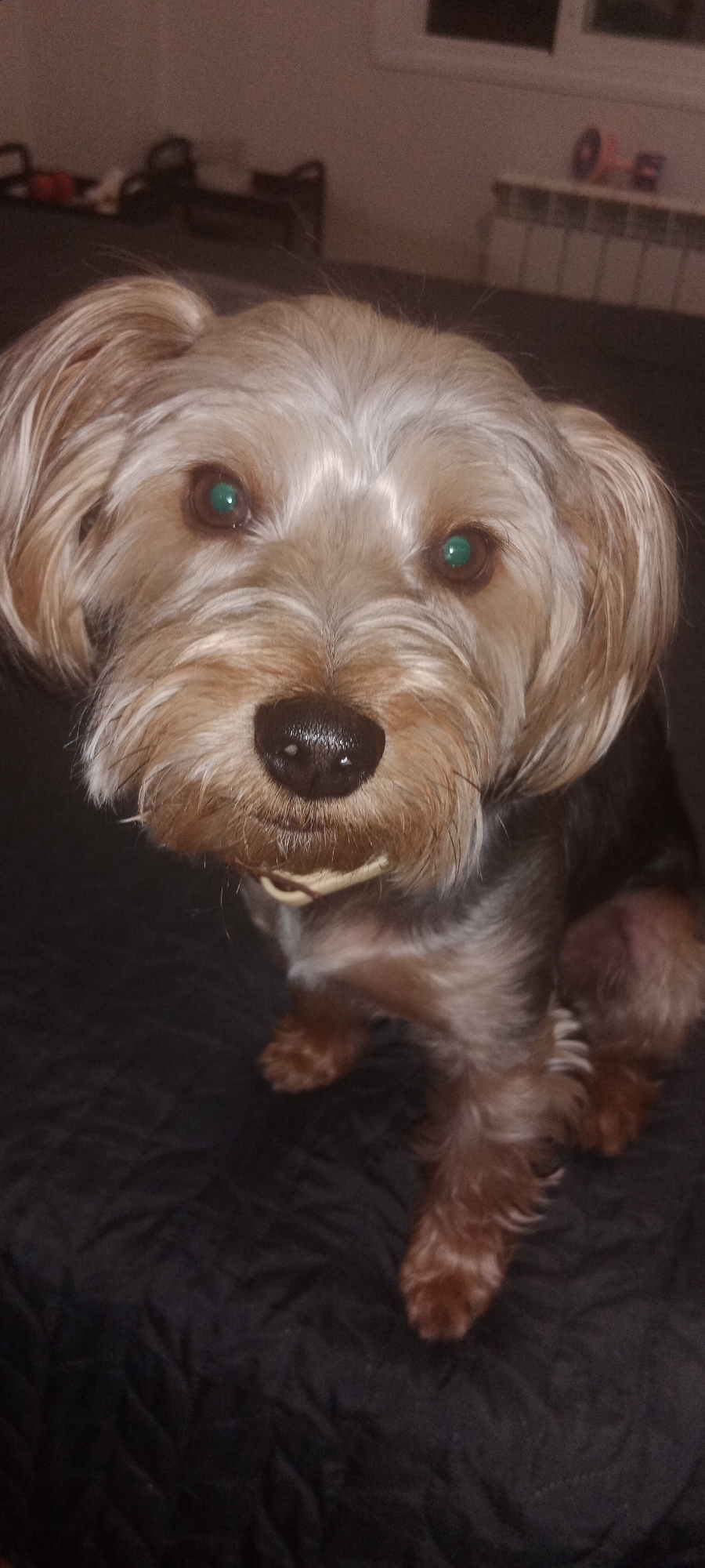 Yorkshire Terrier relaxing at home in Galapagar