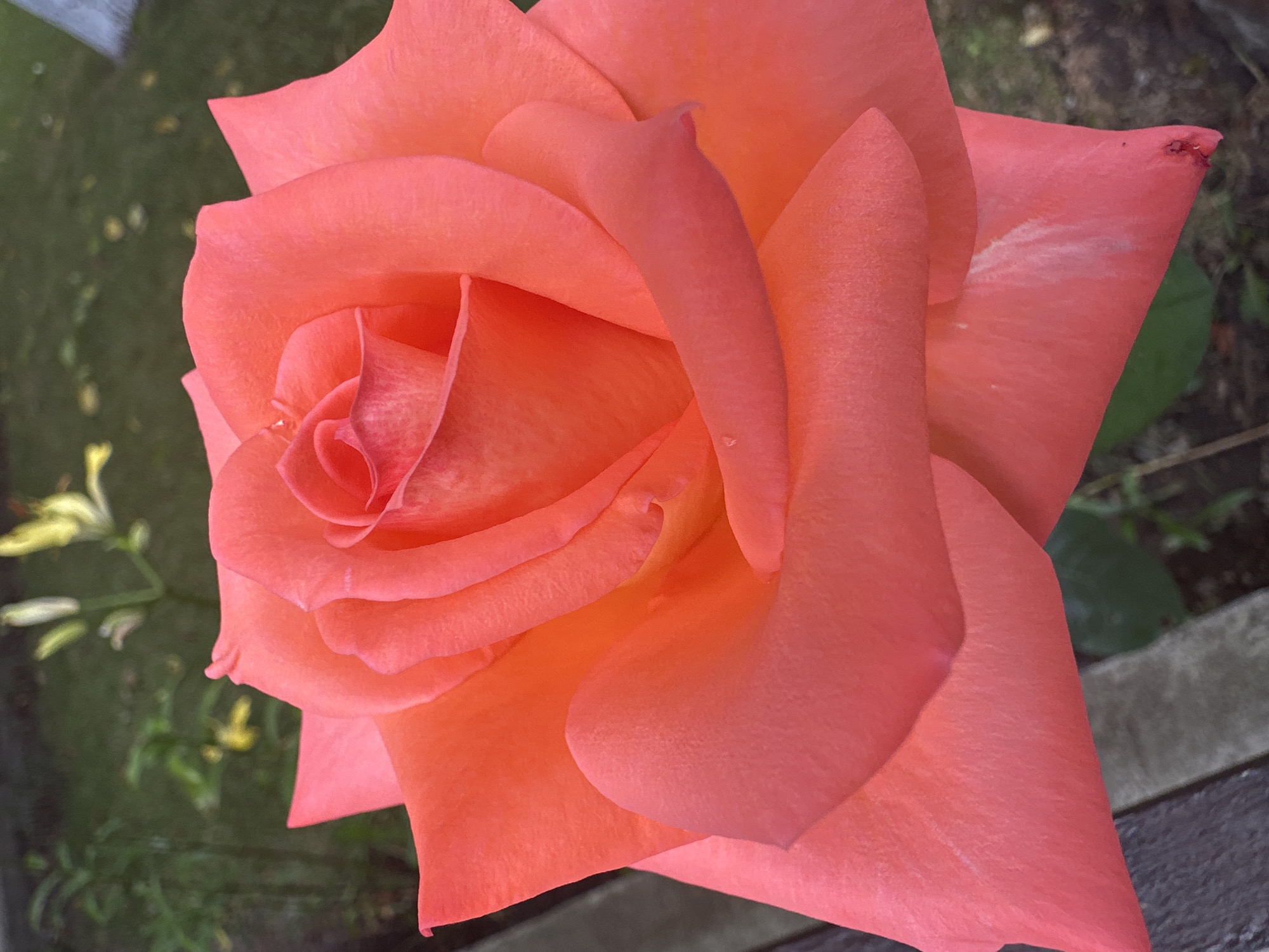 Summer blooms up close in a Romanian garden