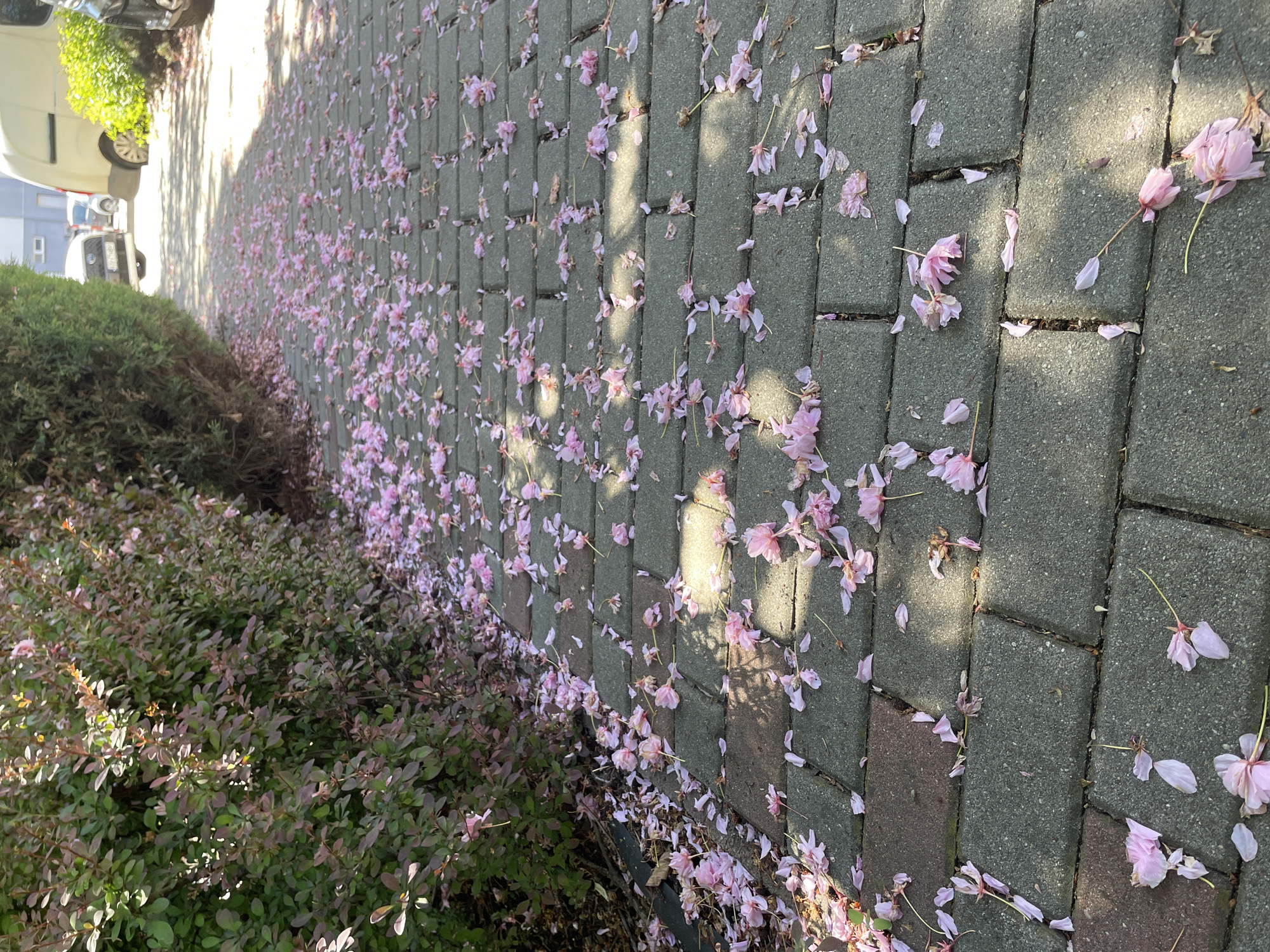 Spring morning at equestrian center: horses, dogs, flower petals