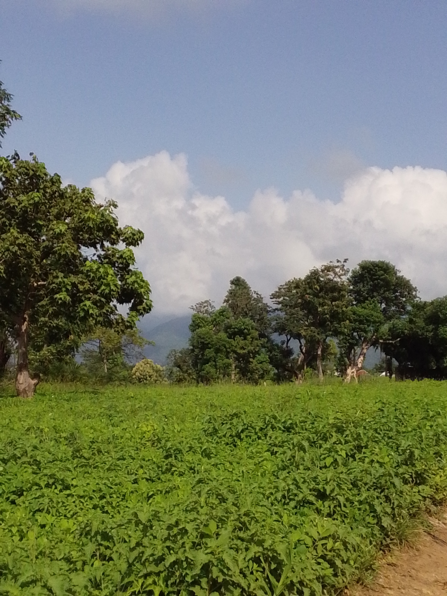 Rural Serti: palm-lined roads, green fields, and village life