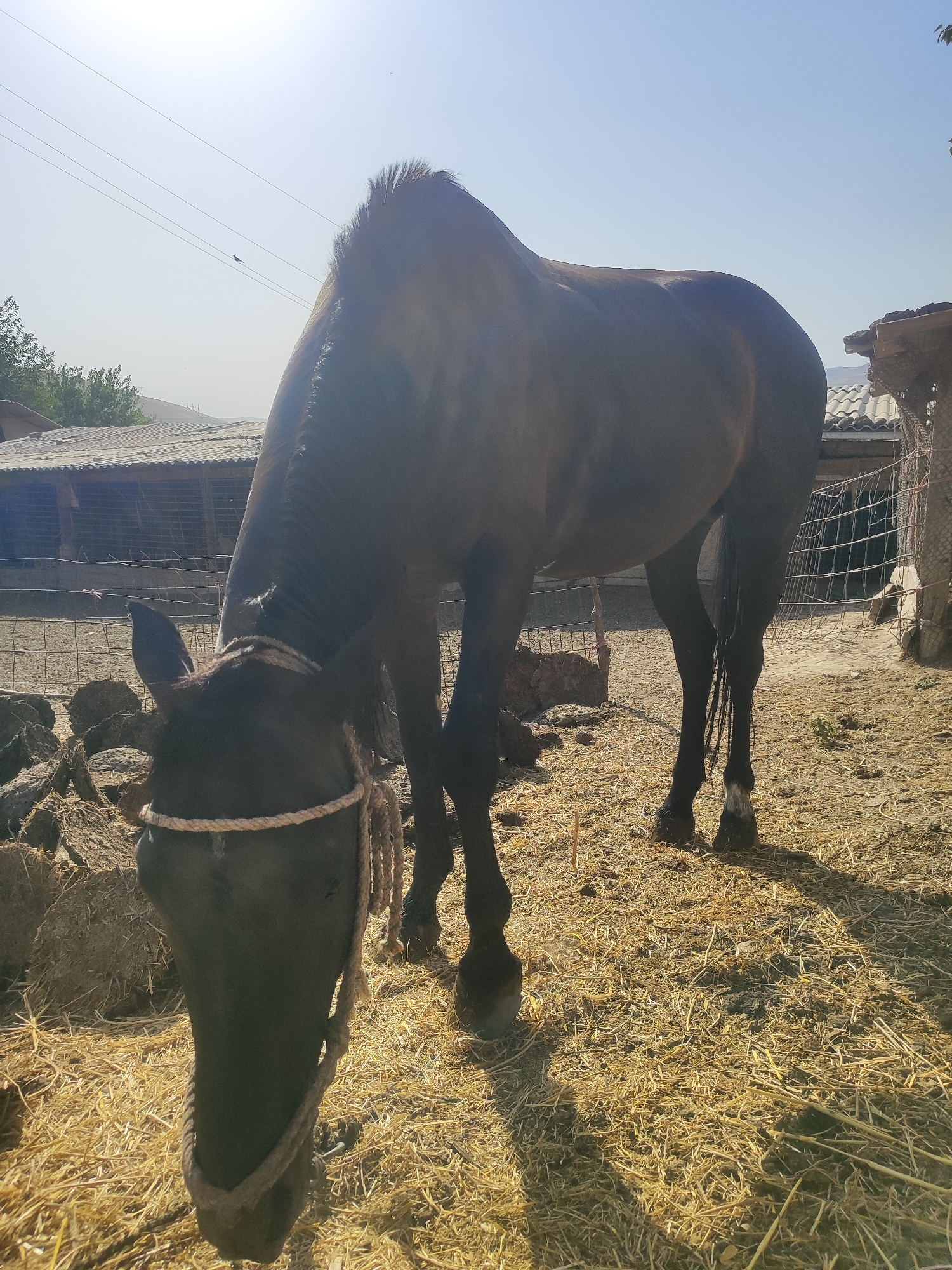 Horses, a dog, and kids on a lazy Tajik morning