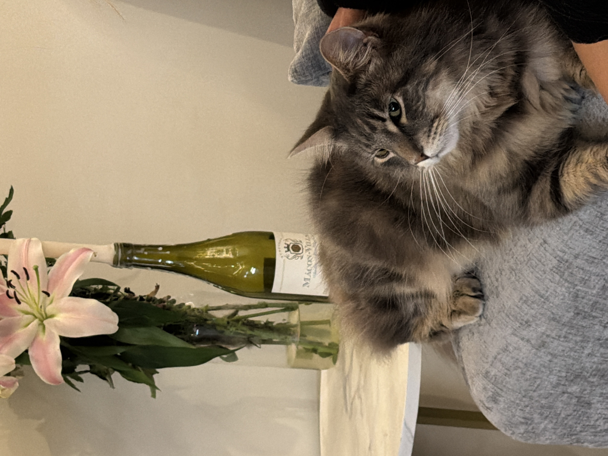 Cat rests on lap during quiet evening in London