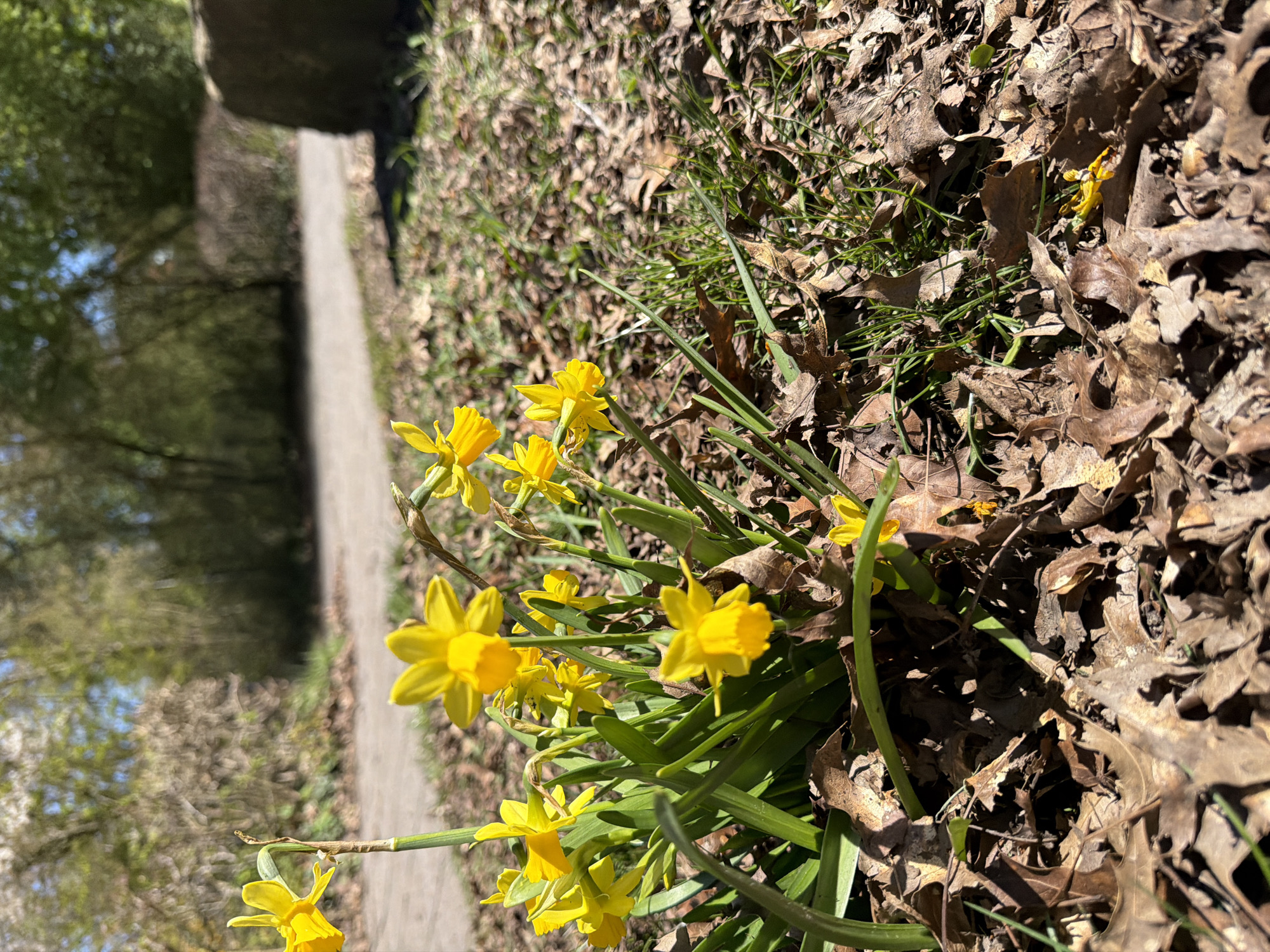 Spring blooms and wildlife observed on sunny morning