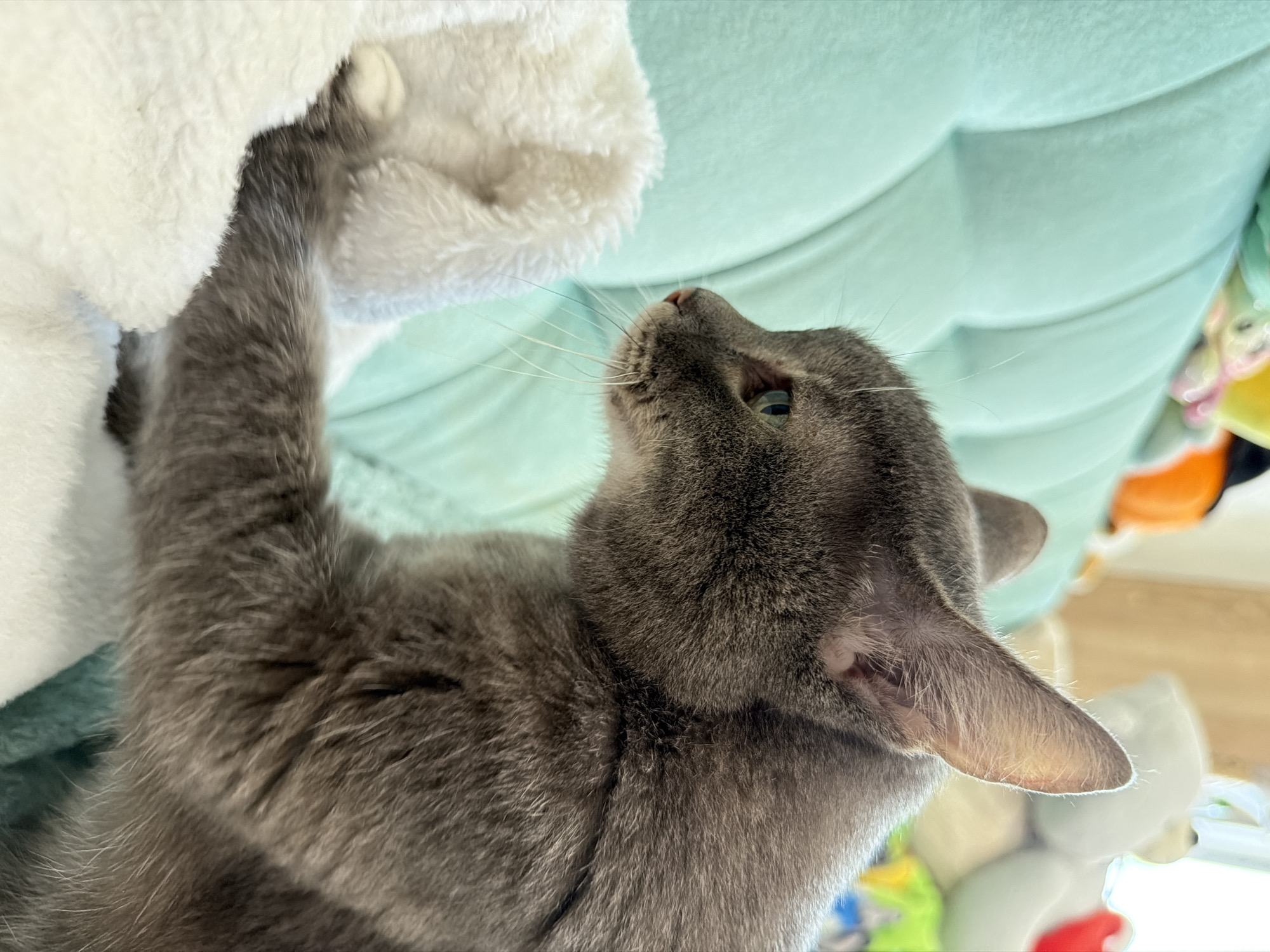 Morning pet care and spring flowers documented in Solikamsk