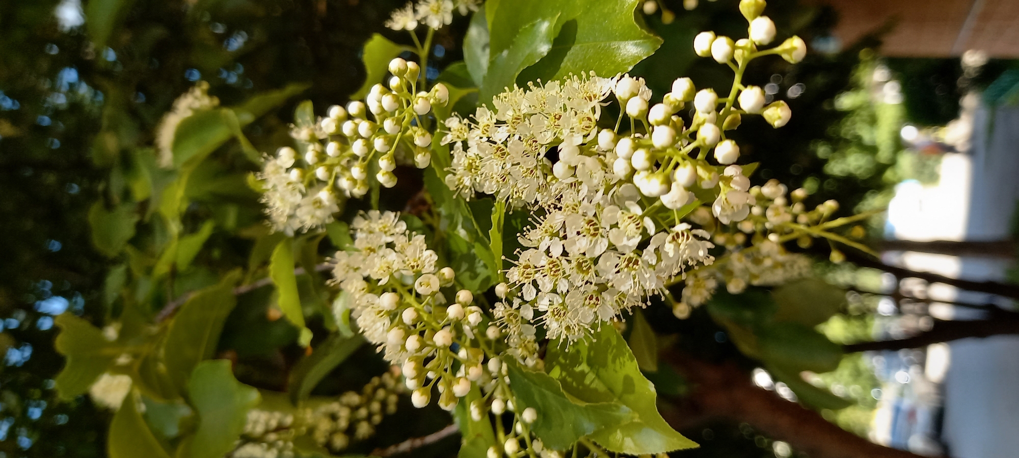 Spring Morning Moments Captured Across Krasnodar Gardens and Homes