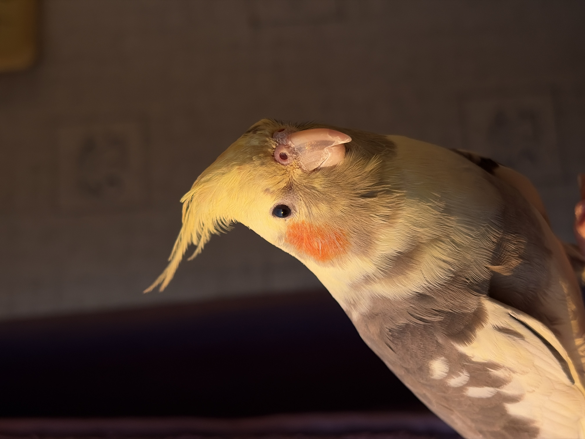 Cockatiel watches sunset over Yerevan's mountain-backed skyline
