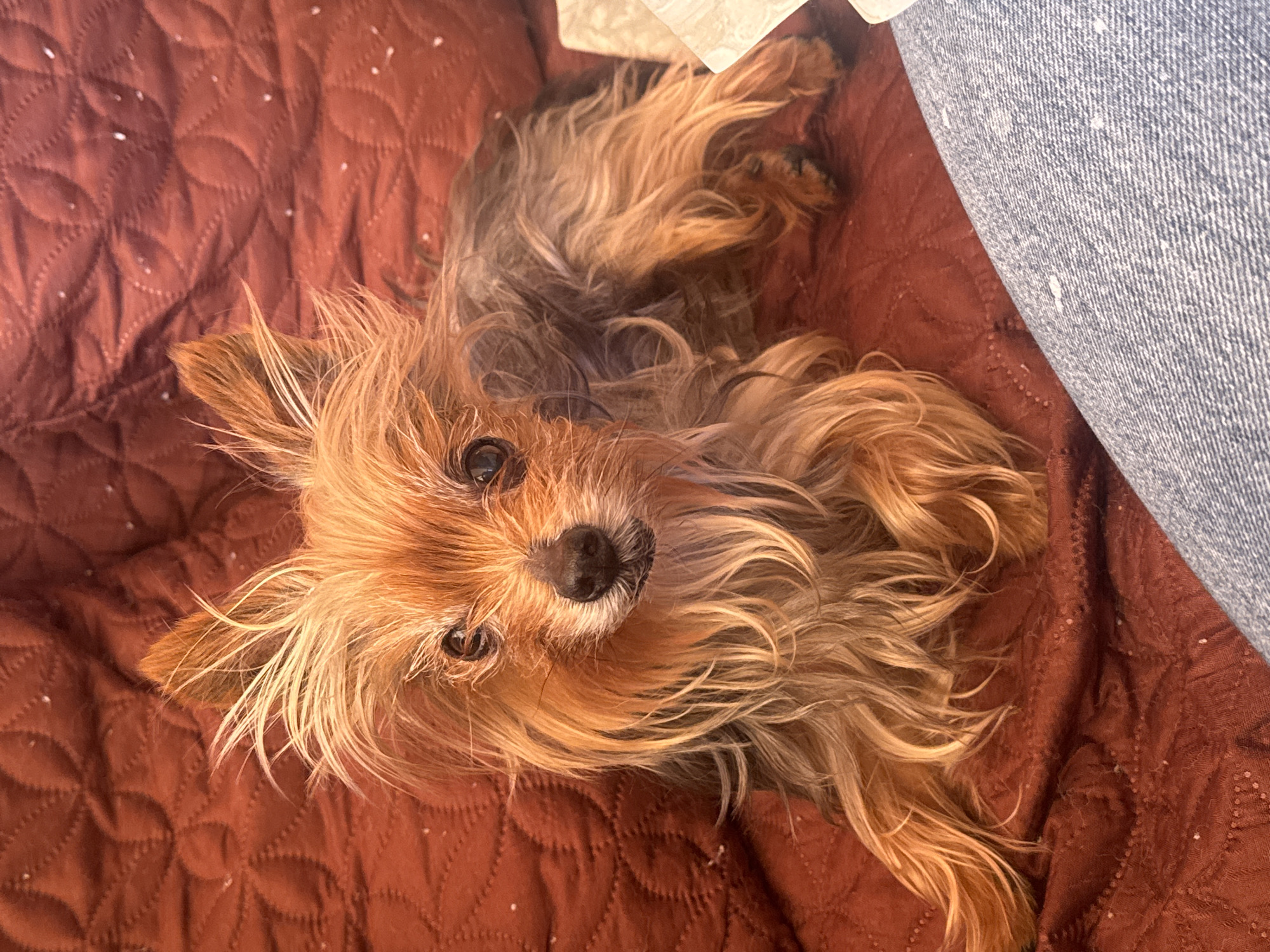 Yorkshire Terrier relaxes on blanket in Burgas, Bulgaria