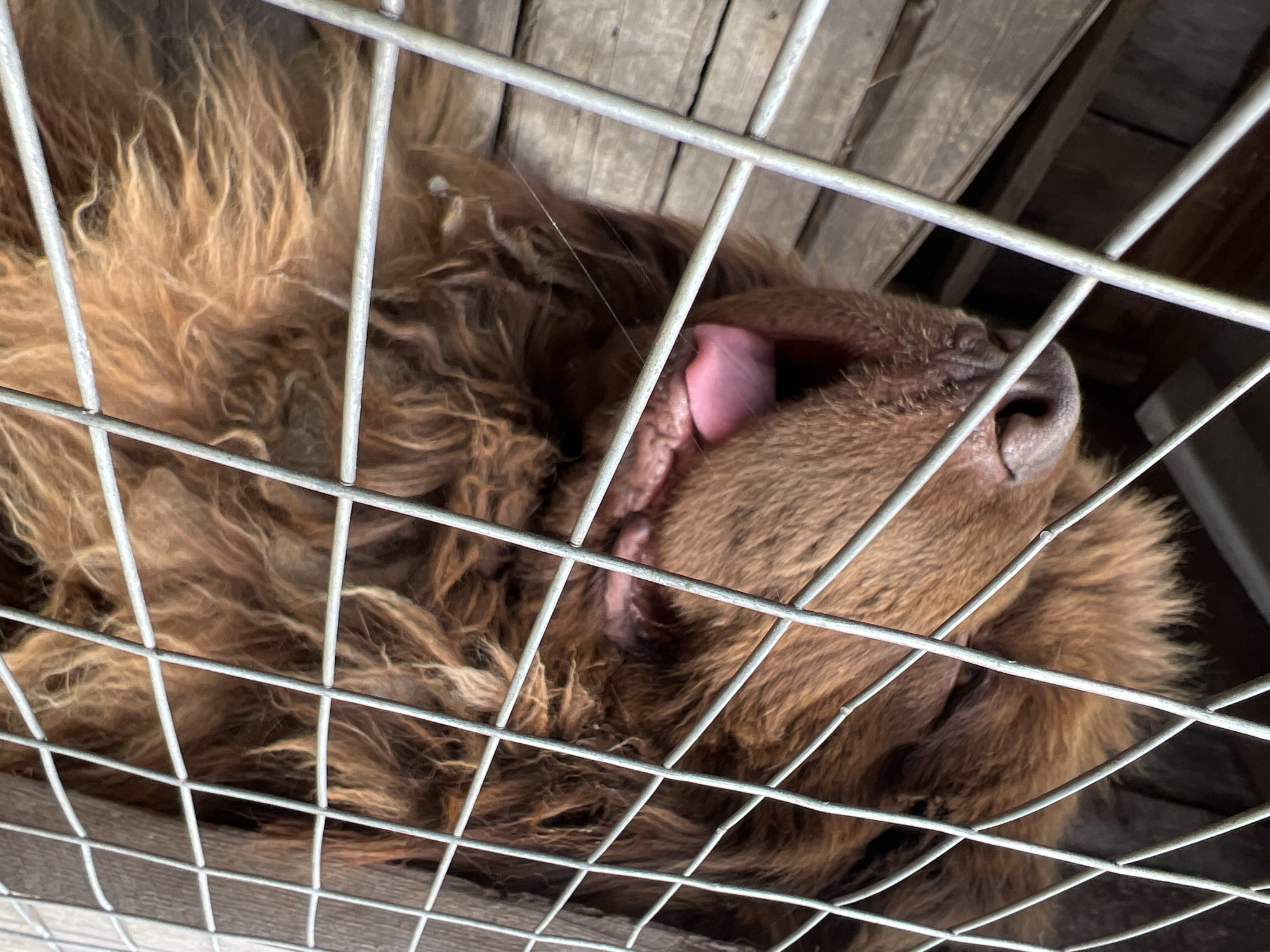 Morning stroll in Kargapolye features encounter with caged Newfoundland