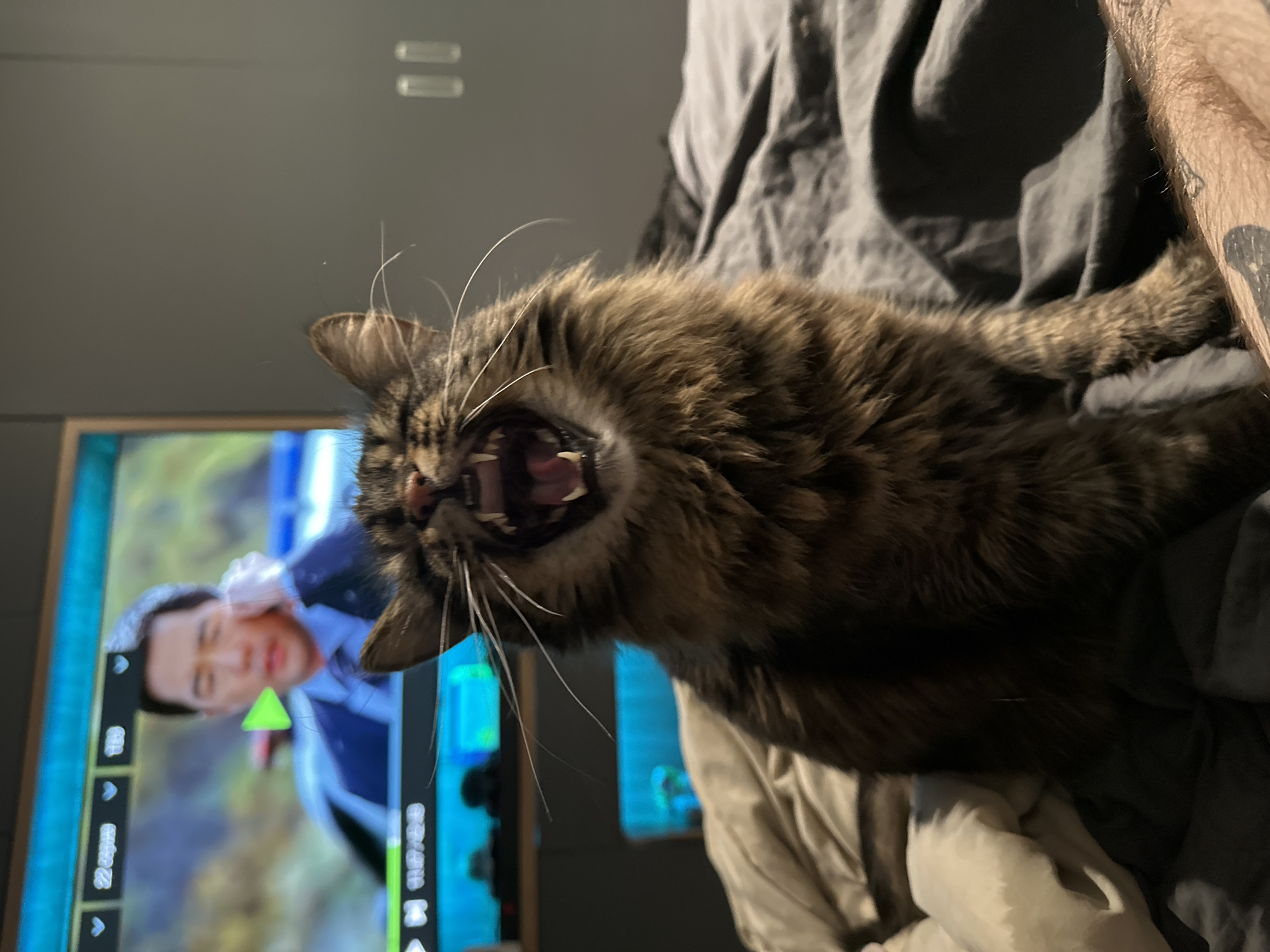 Tabby cat vocalizes on bed in Khimki apartment