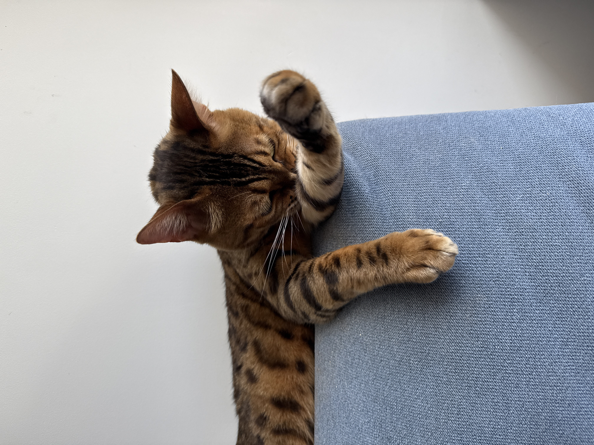 Bengal cat owns a blue couch in Sochi