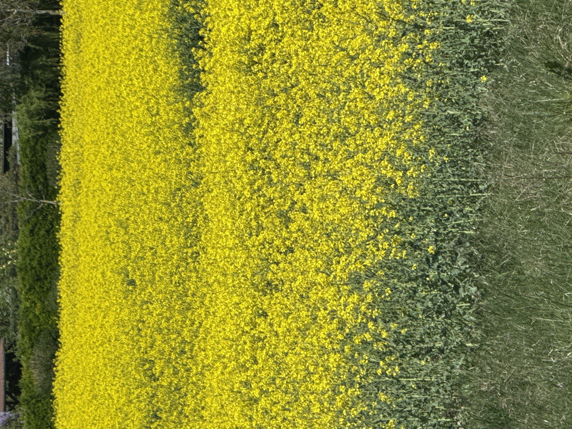Rapeseed field blooms on Bratislava outskirts