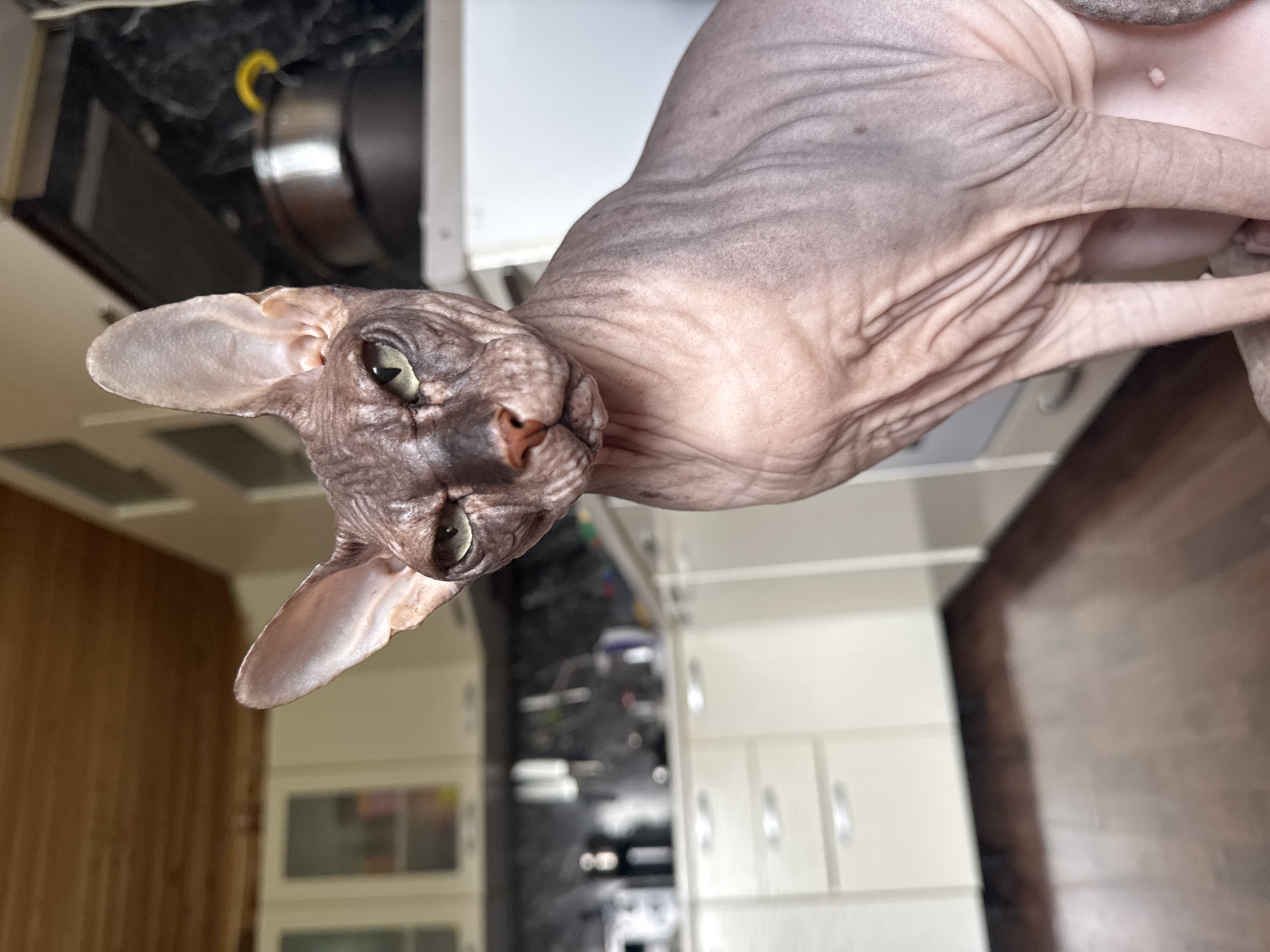 Sphynx cat hangs out at home in Nikolaevka, Russia