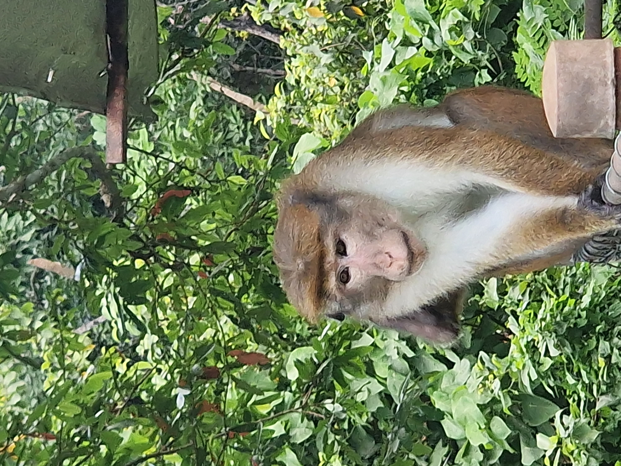 Toque macaques spotted in trees, fences in Batawala