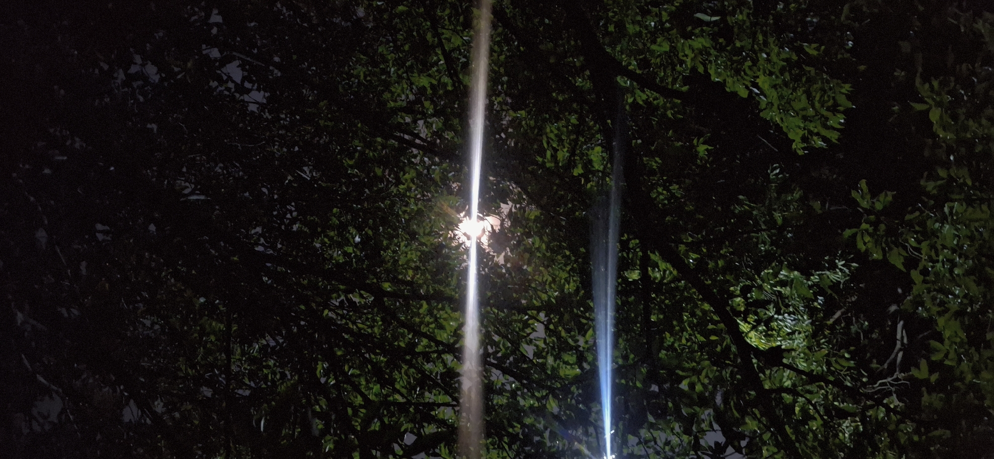 Nighttime tree canopy illuminated by street lighting in Vallecito
