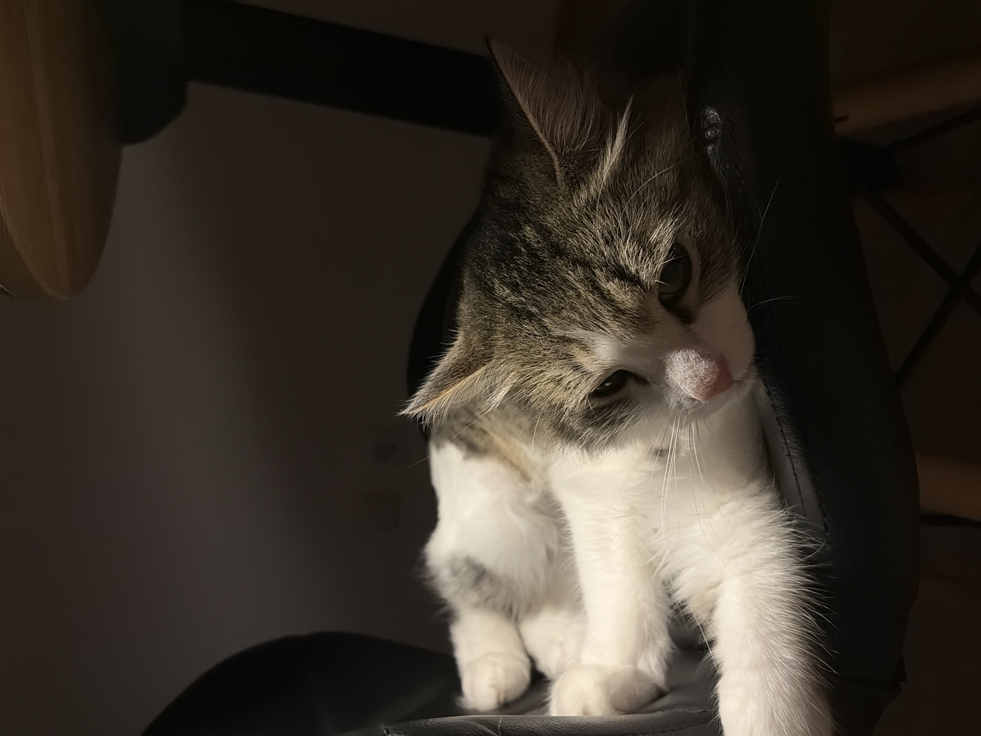 Cats and tarot cards on a table under a red lamp
