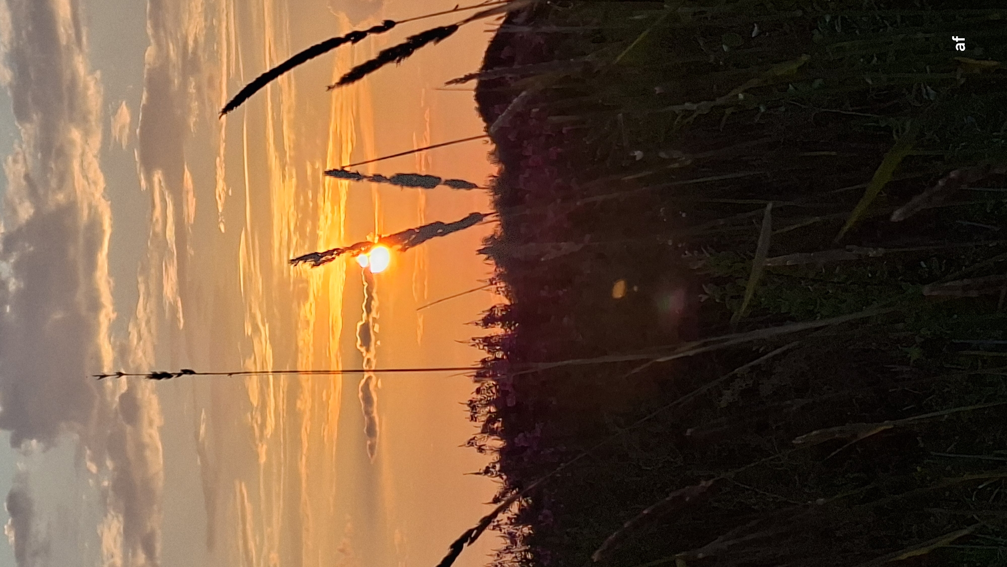 Tiskre grasslands silhouetted against a summer sunset