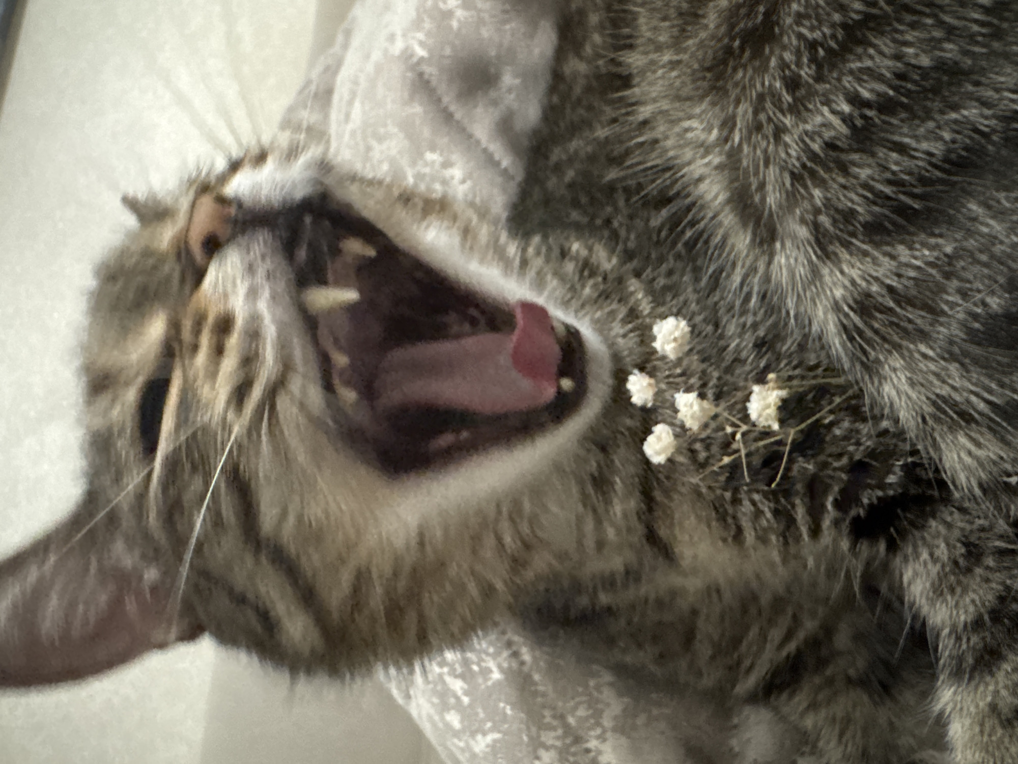 Everyday life documented in Chaikovsky: cats, residents, evening walks