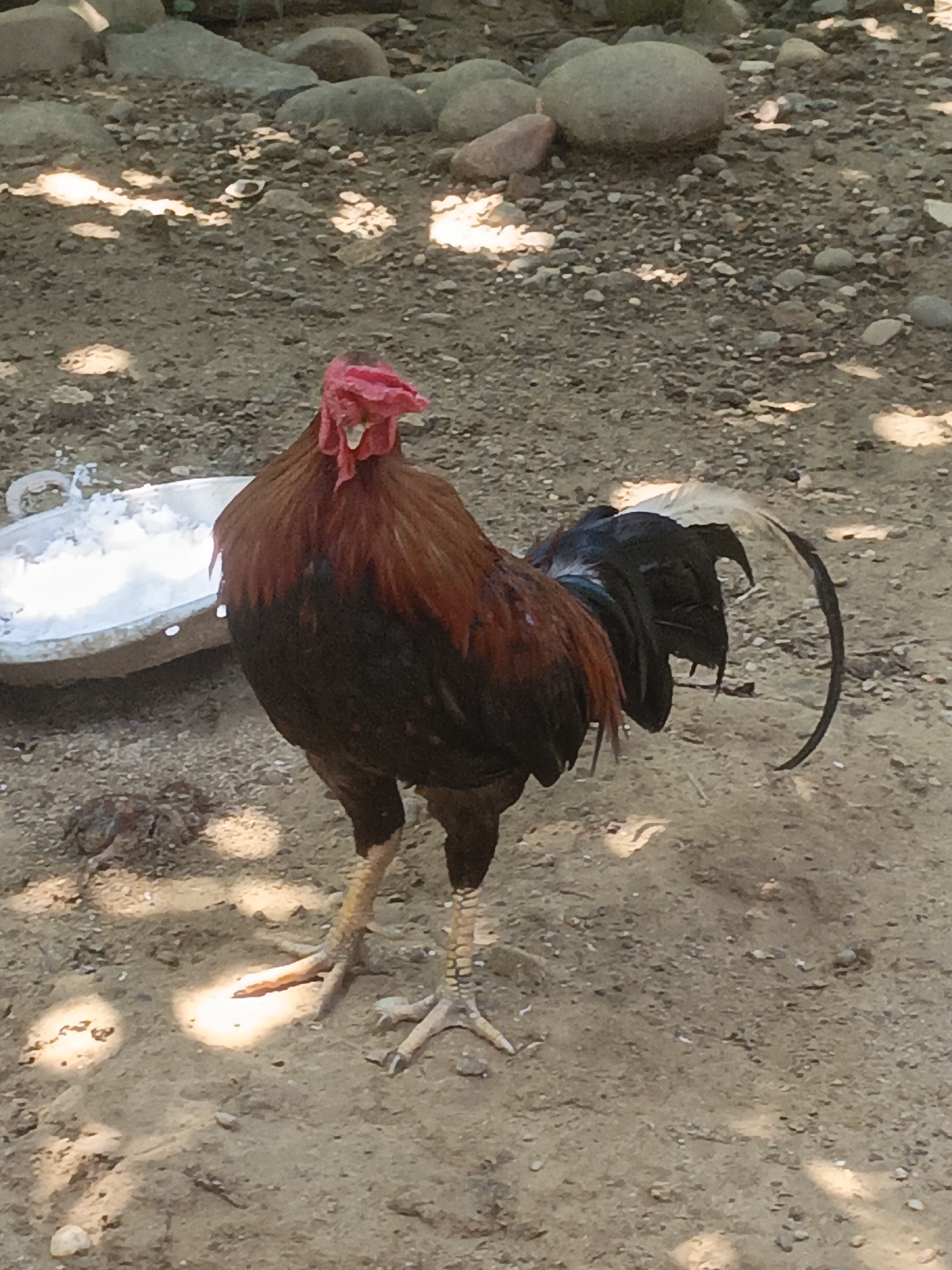 Roosters and a cat lounge in a dusty Lhokseumawe yard
