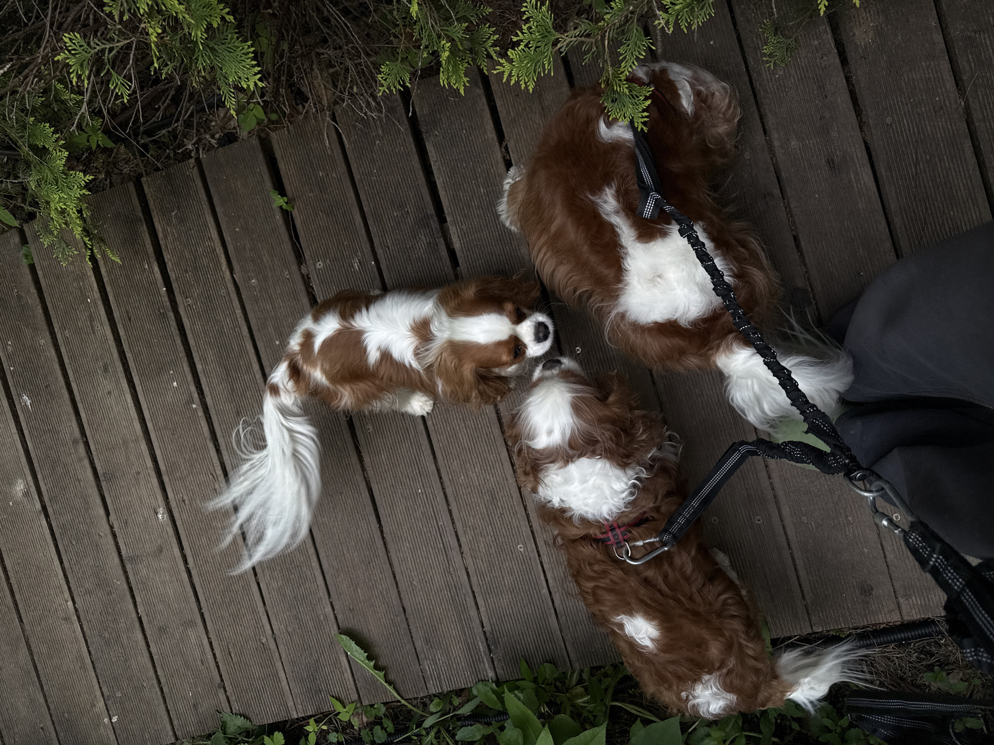 Three spaniels rest on wooden deck in Sapronovo, Russia