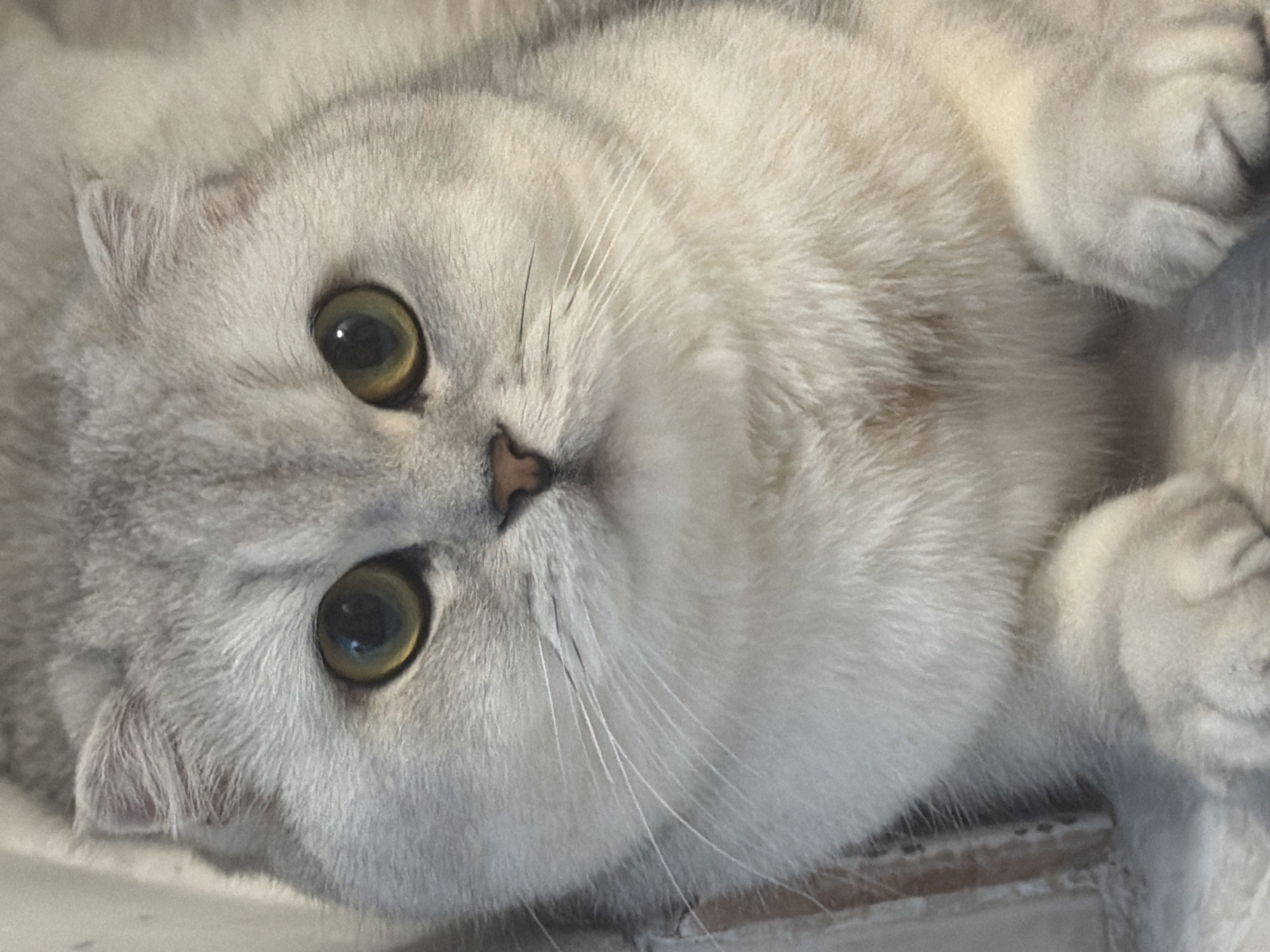 Scottish Fold cat relaxing around a Rome apartment
