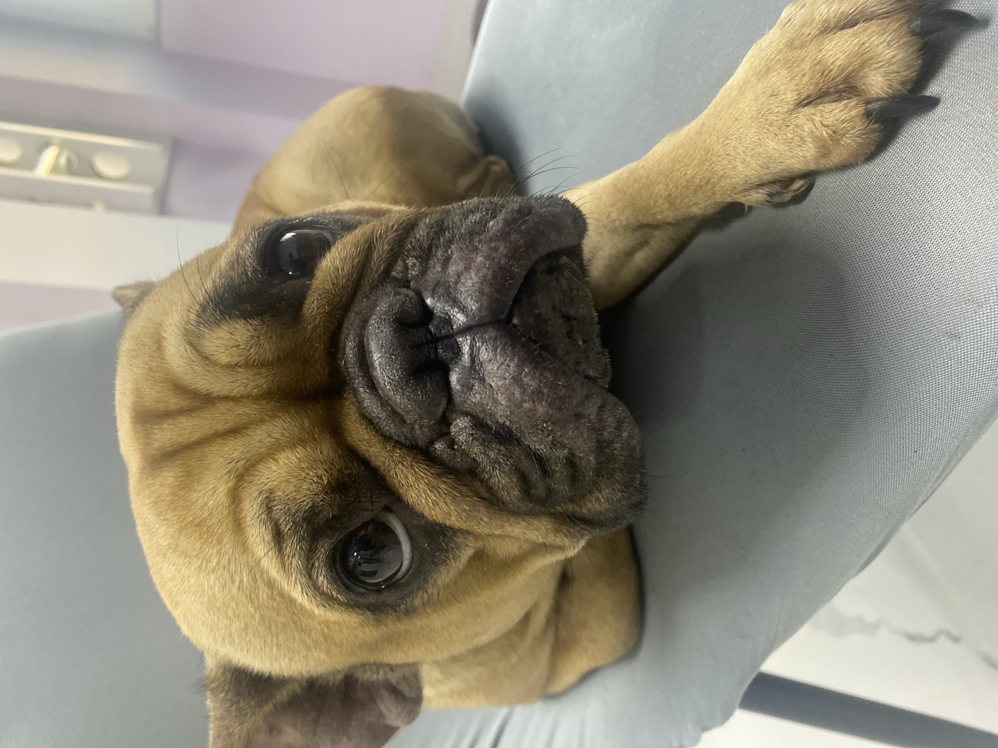 French Bulldog photographed resting on furniture in Sofia