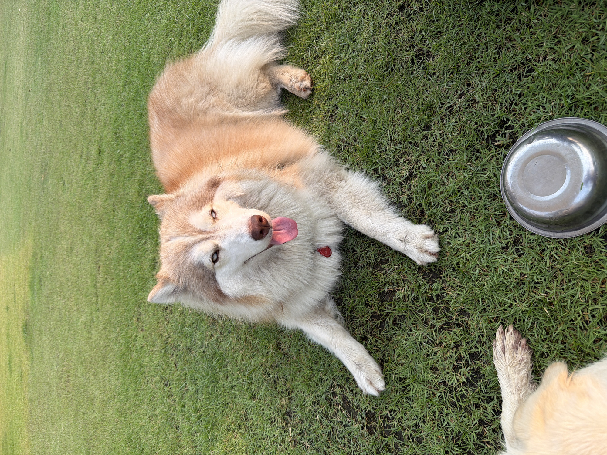 Dogs relax and play at Thai dog park