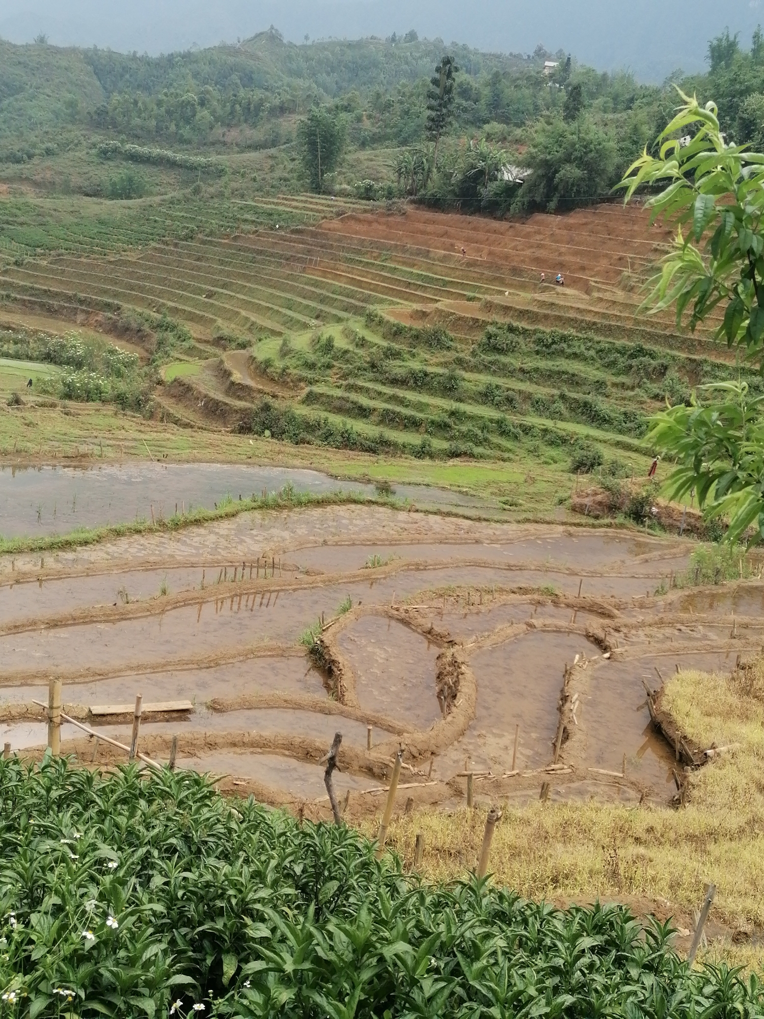 Rural life documented across Sa Pa's terraced landscapes