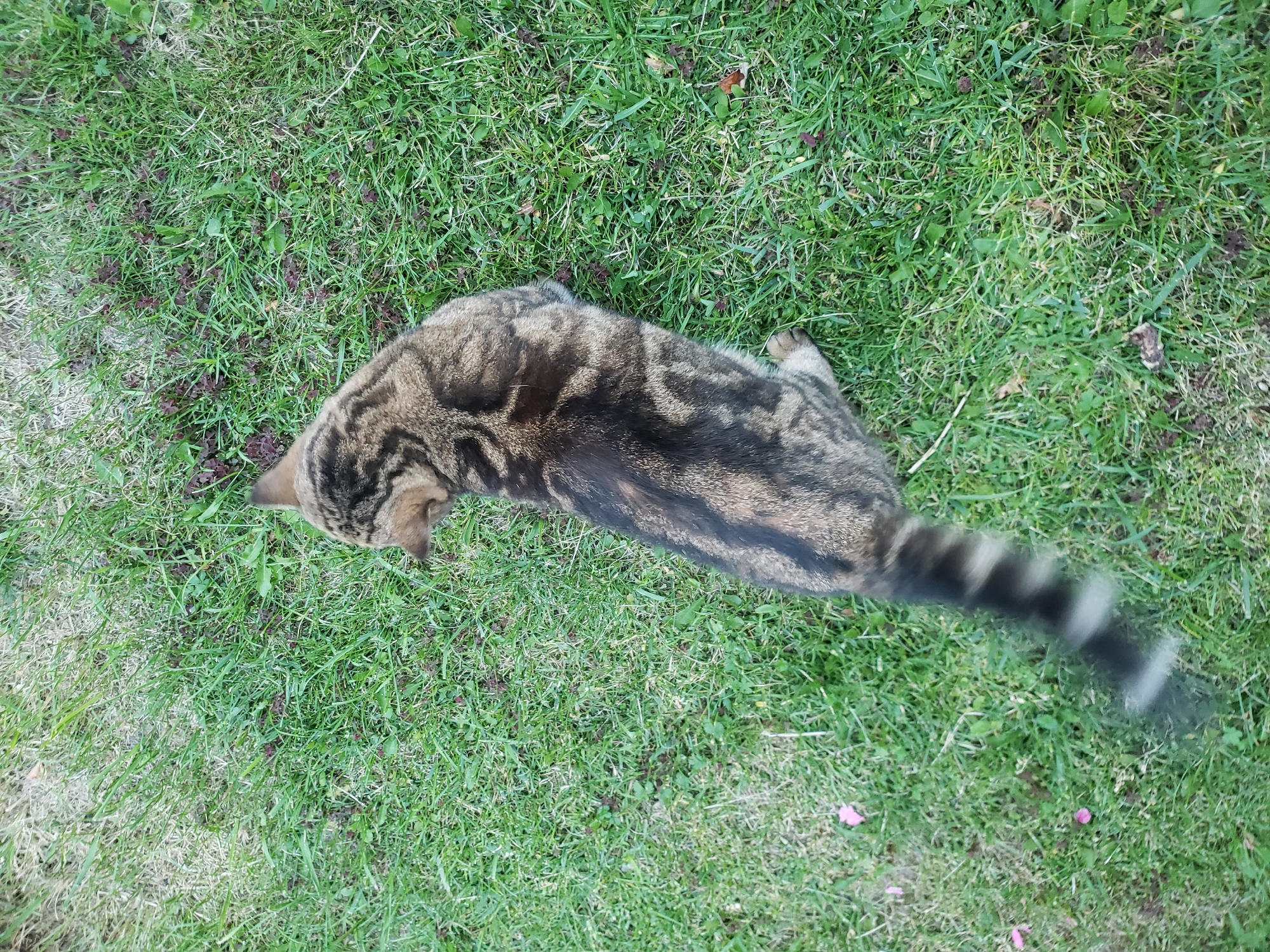 Dacha afternoon: garden, grilling, and a cat in the grass