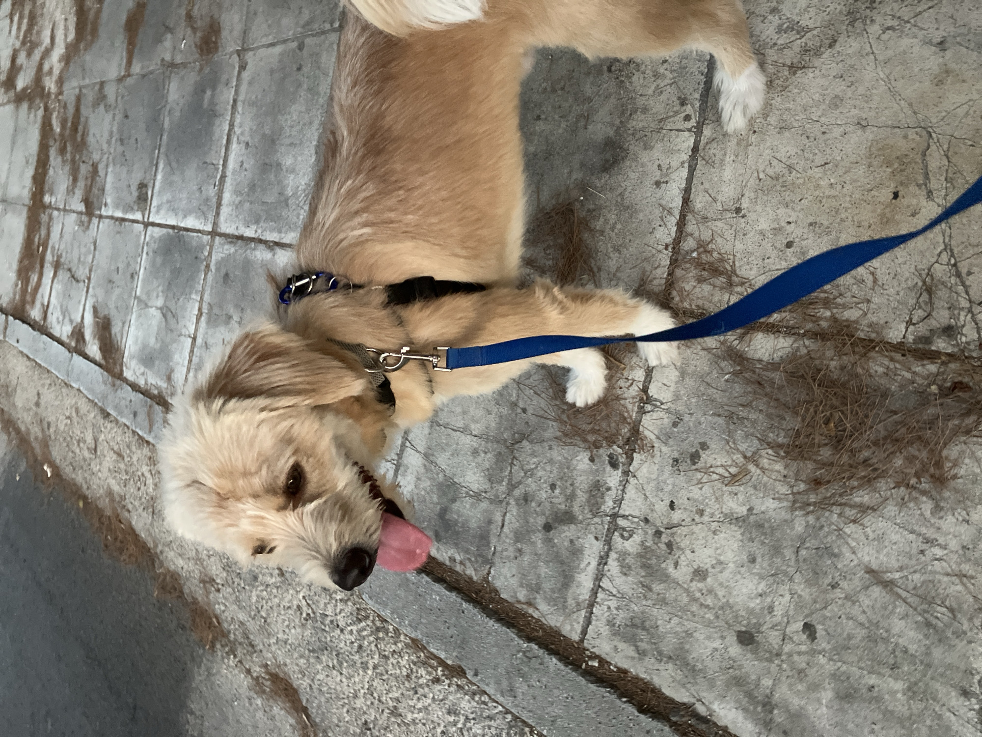 A dog's evening in Paleo Faliro, from walkies to couch time