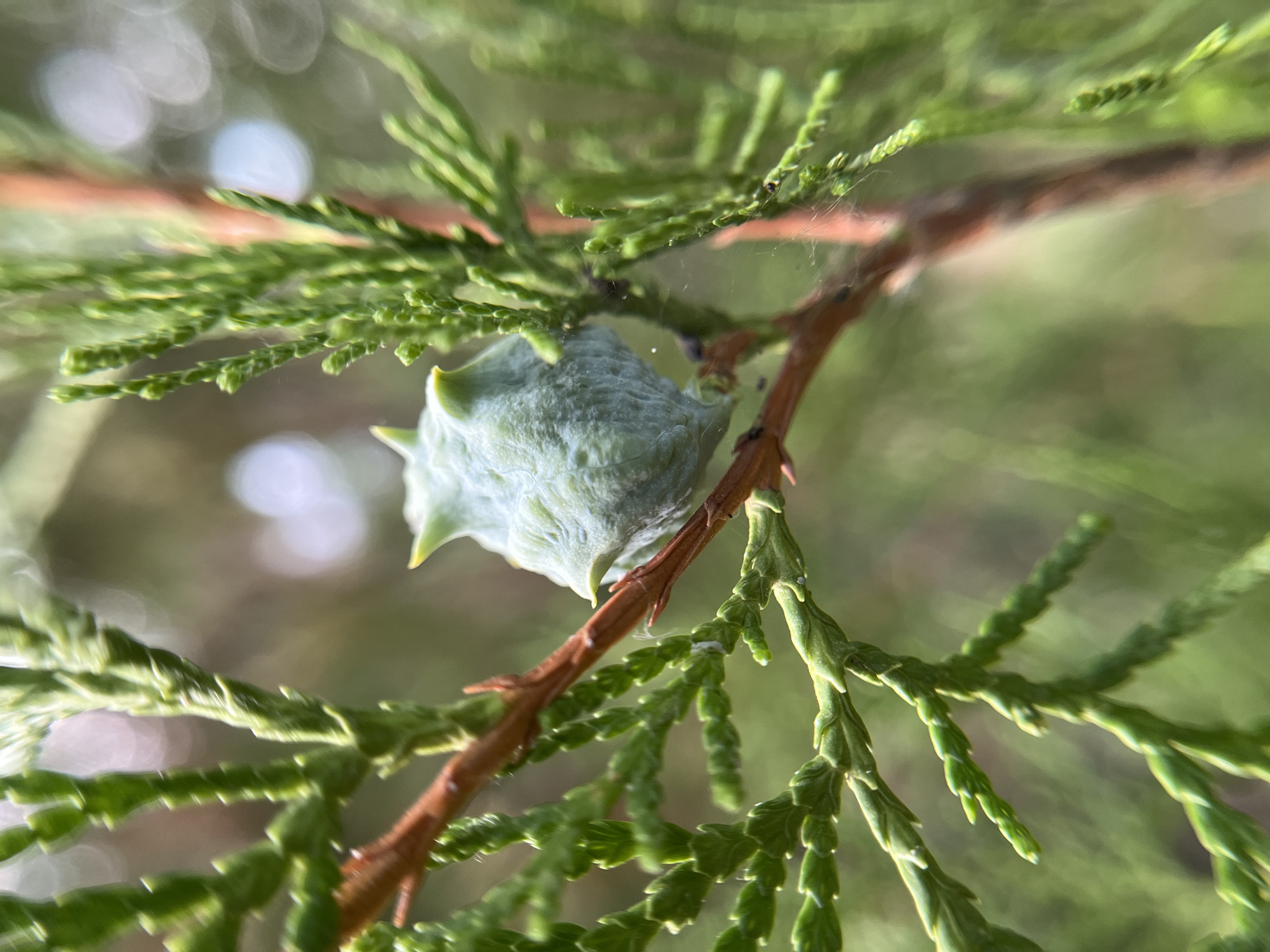 Macro nature shots and daily life in Mailuu-Suu, Kyrgyzstan
