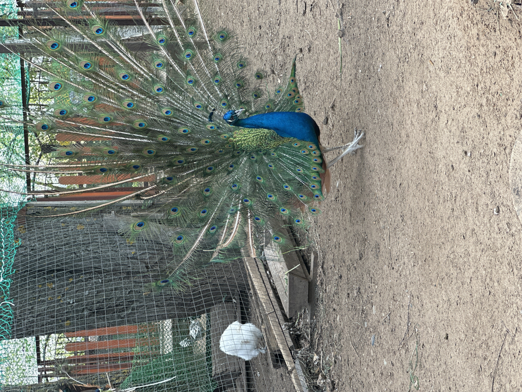 Park visitors document peacocks, ducks, birch trees during morning outing