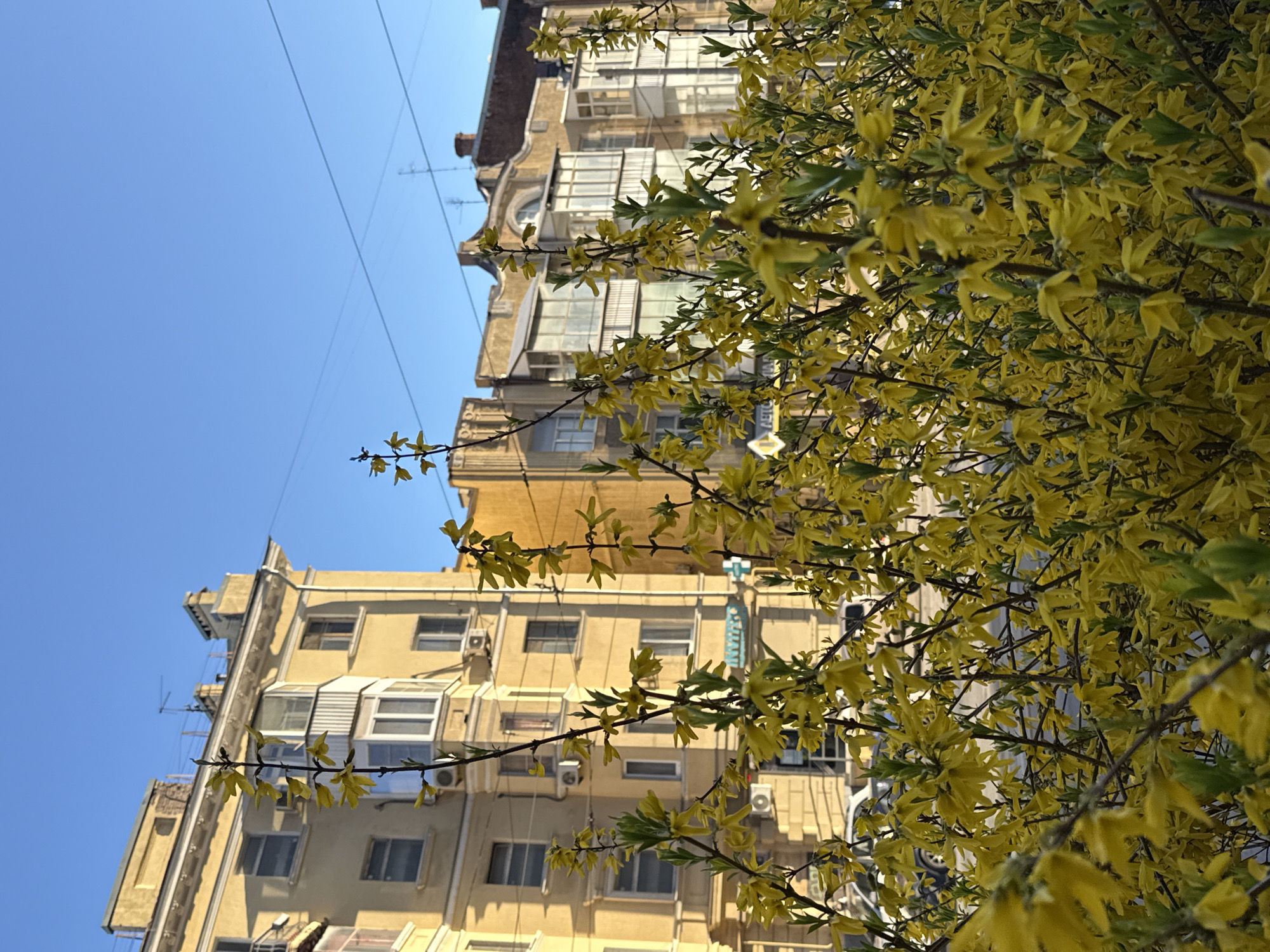 Spring blooms frame urban building in Ovoshchnoy, Russia