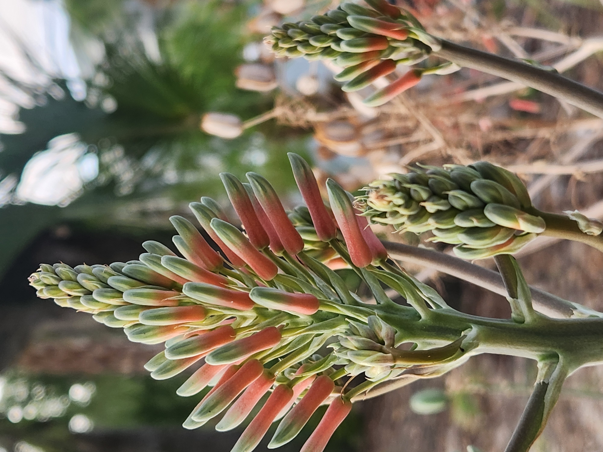 Aloe vera in bloom, up close in Altamonte Springs