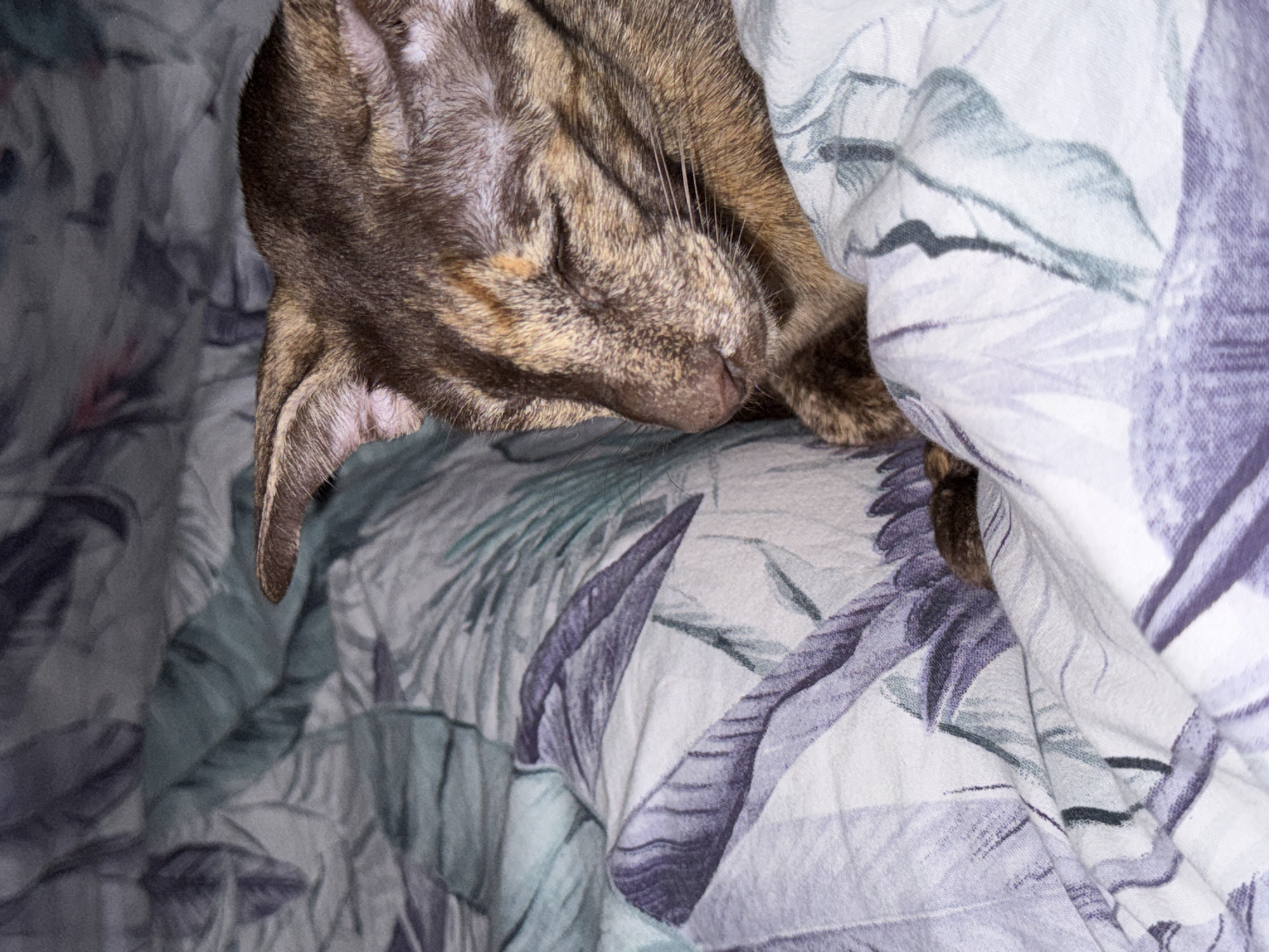 Brown tabby cat rests on patterned bedding