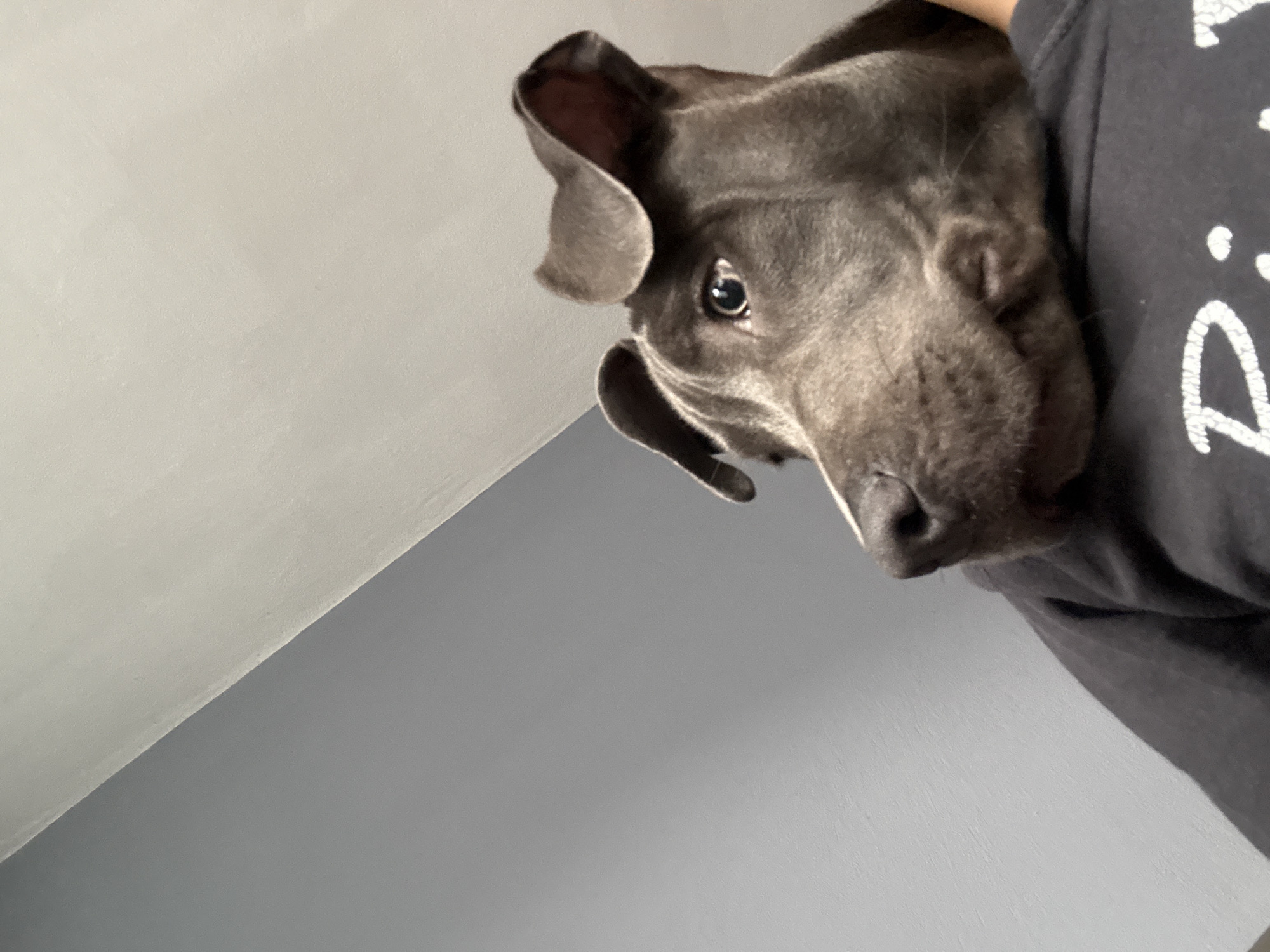 Gray pit bull dog photographed indoors in Varna