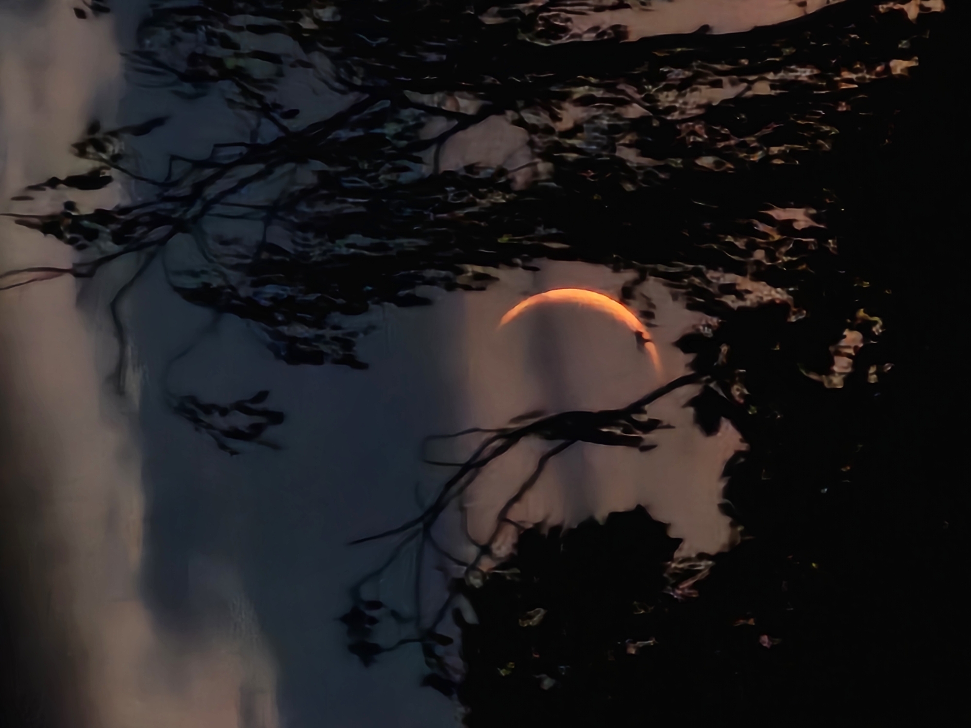 Orange crescent moon rises through silhouetted trees at twilight